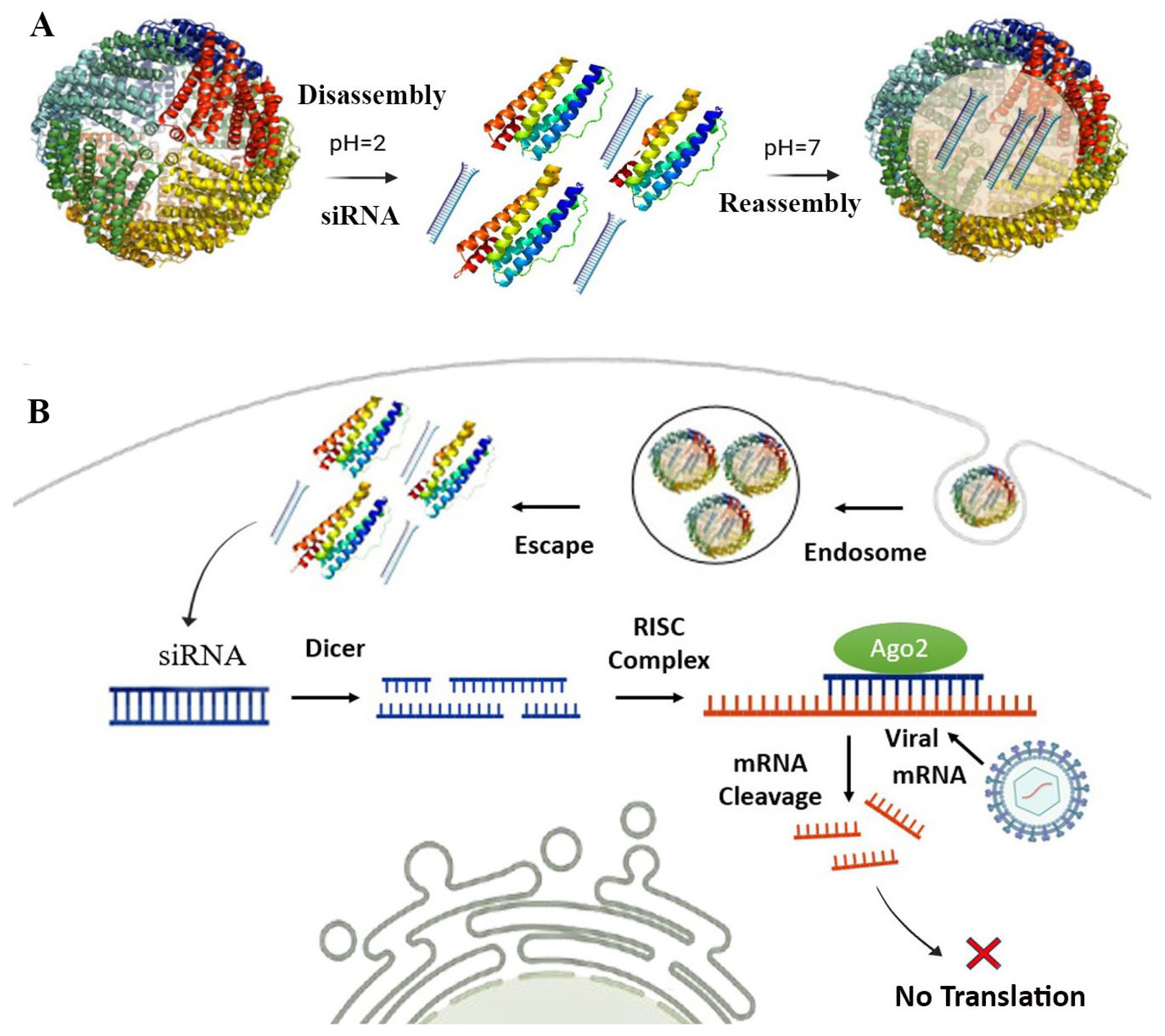 Vaccines 13 00653 g003