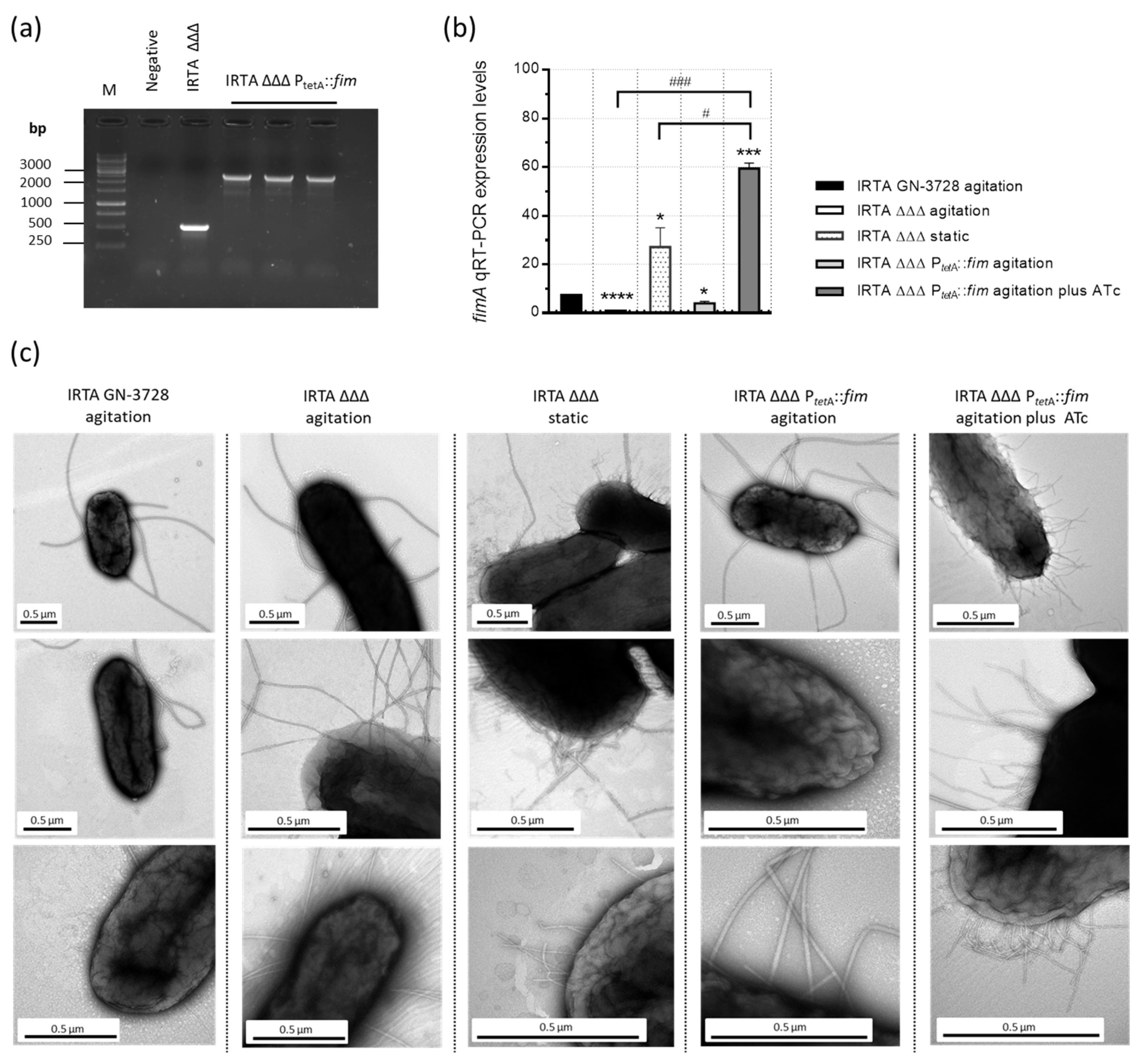 Vaccines 13 00659 g001