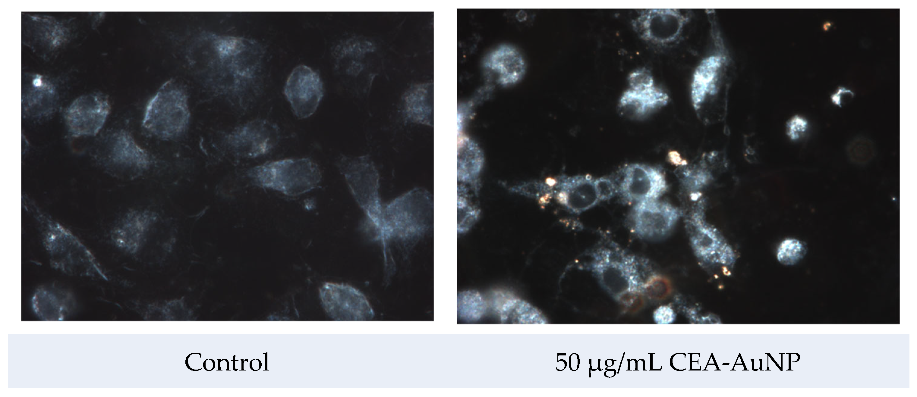 Vaccines 13 00668 g005