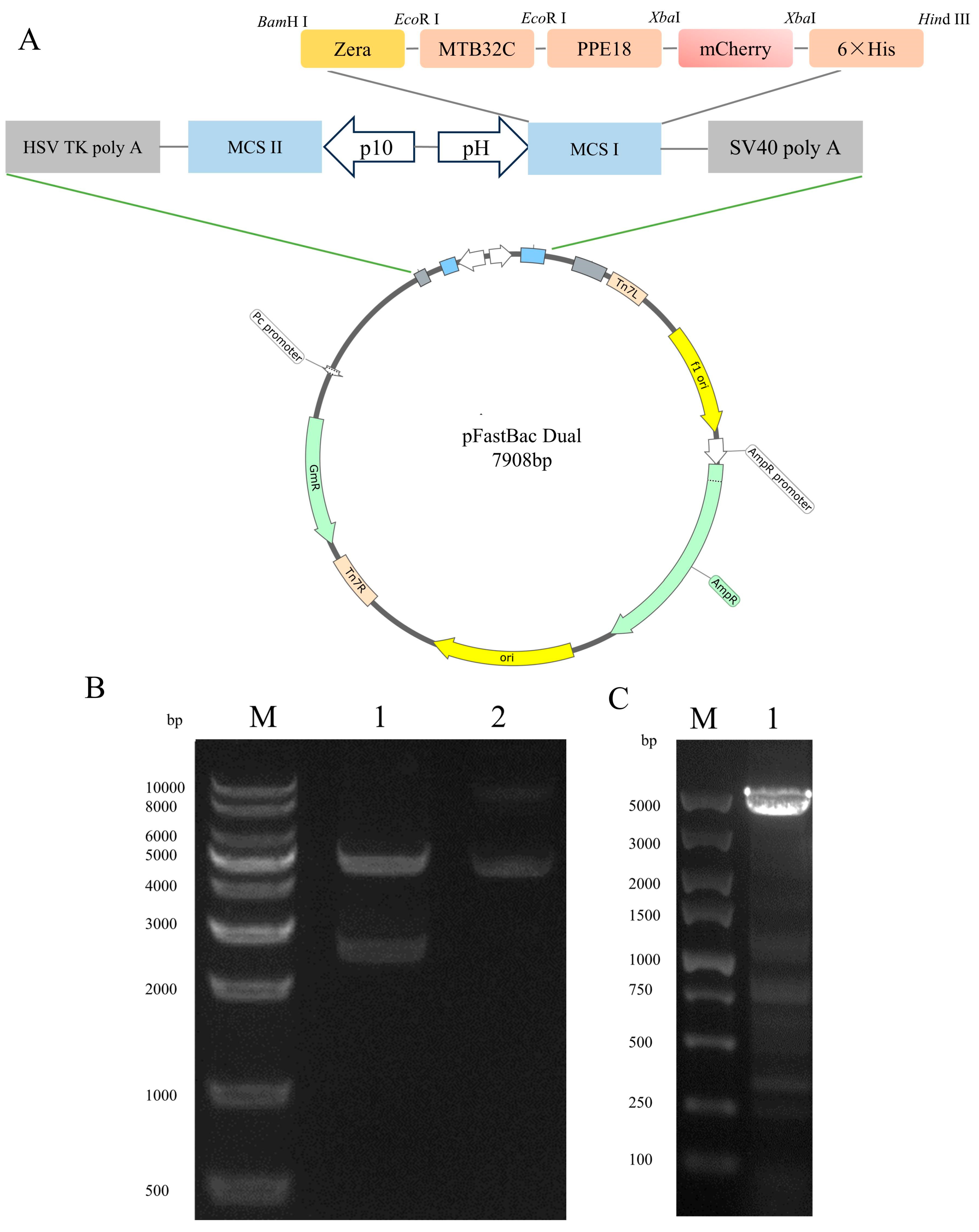 Vaccines 13 00671 g001