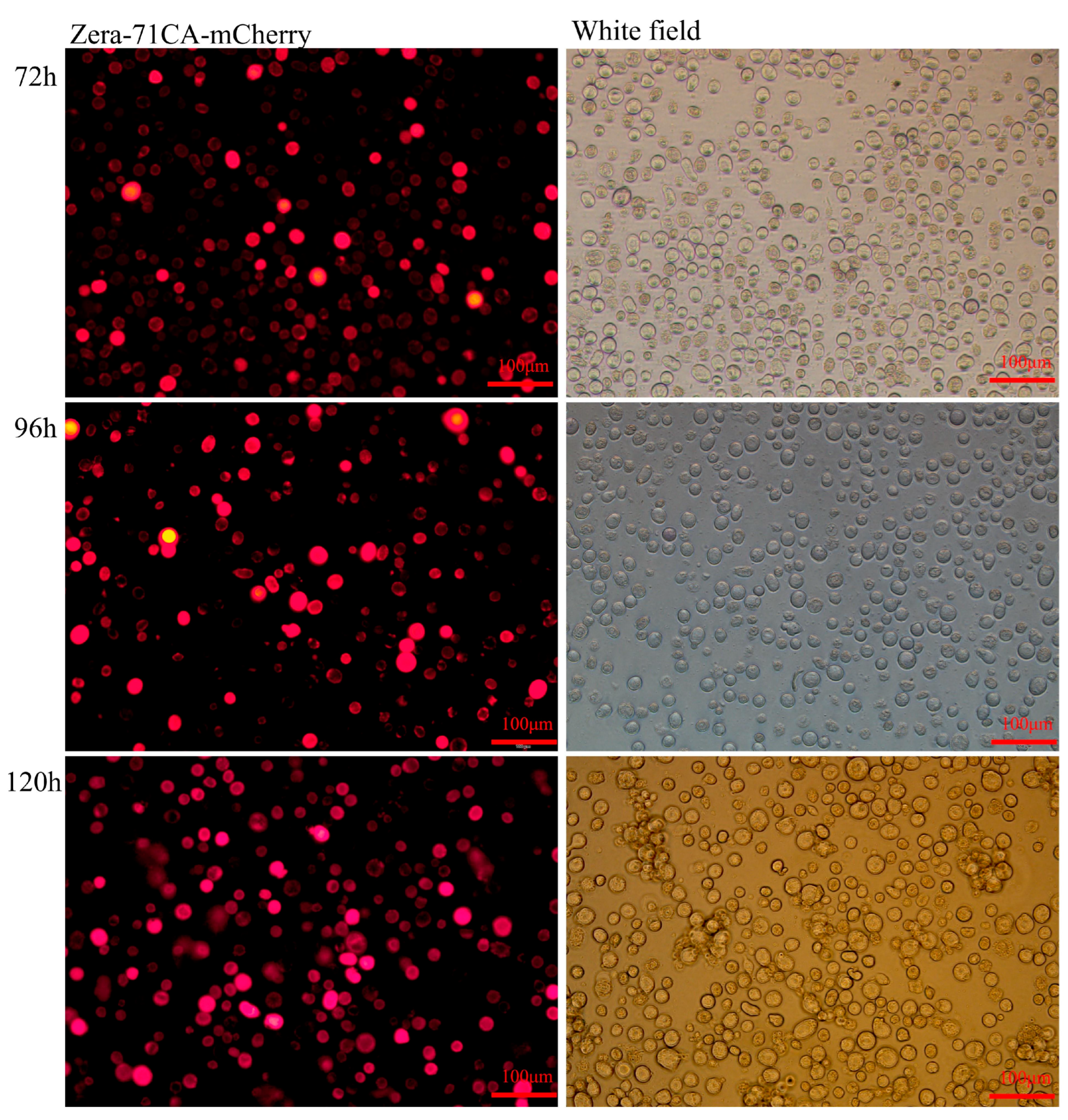 Vaccines 13 00671 g002