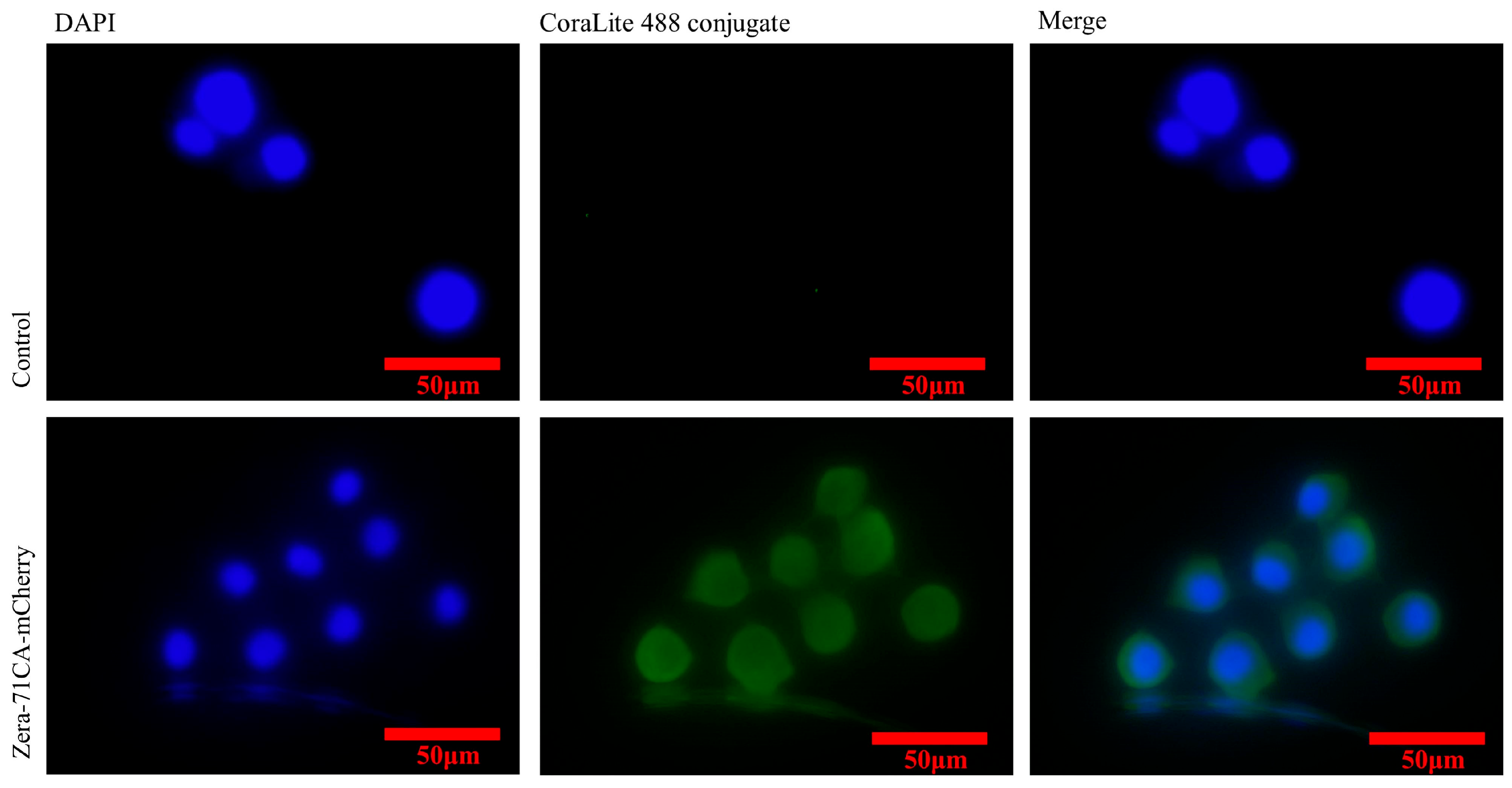 Vaccines 13 00671 g003