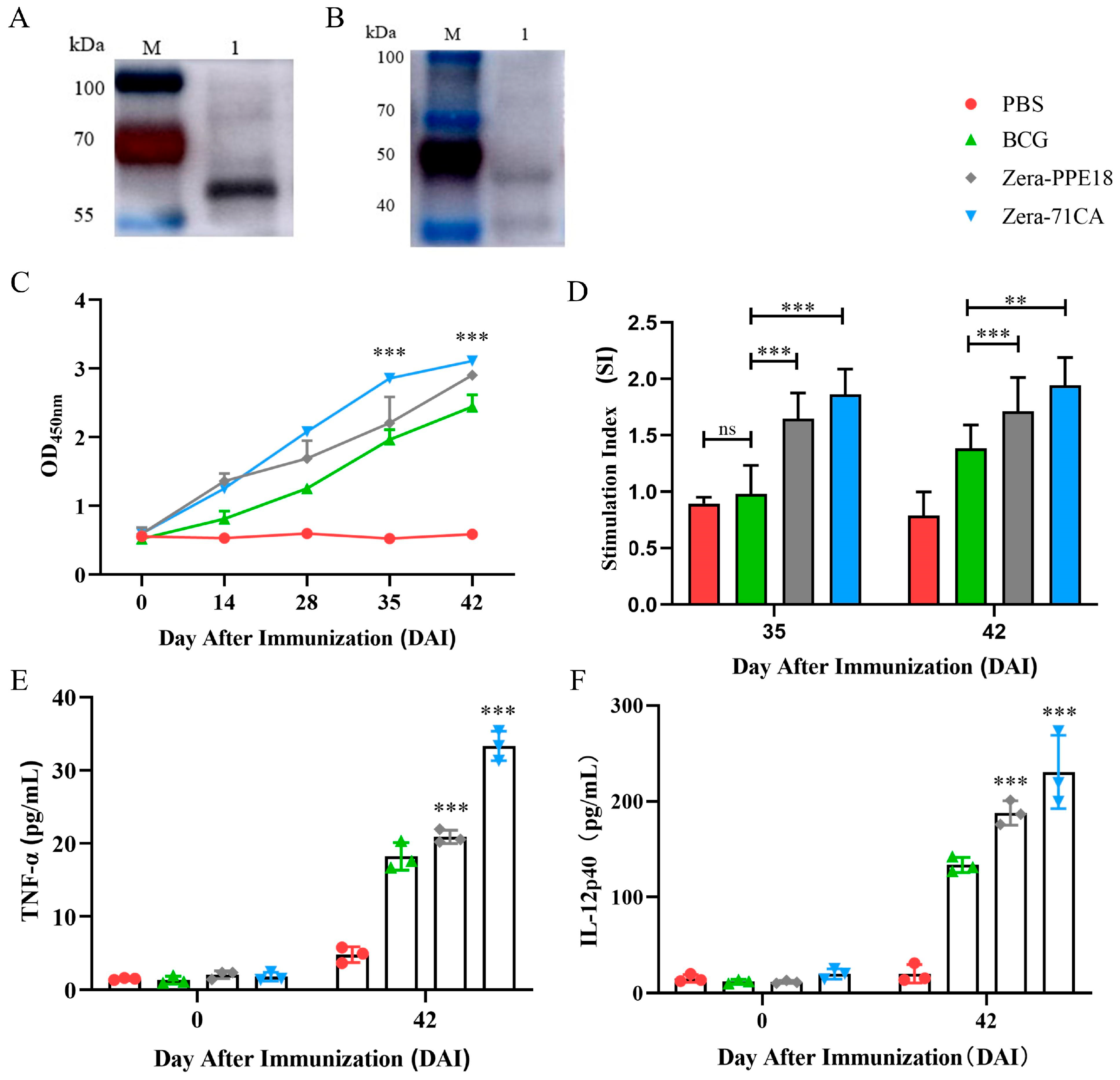 Vaccines 13 00671 g005