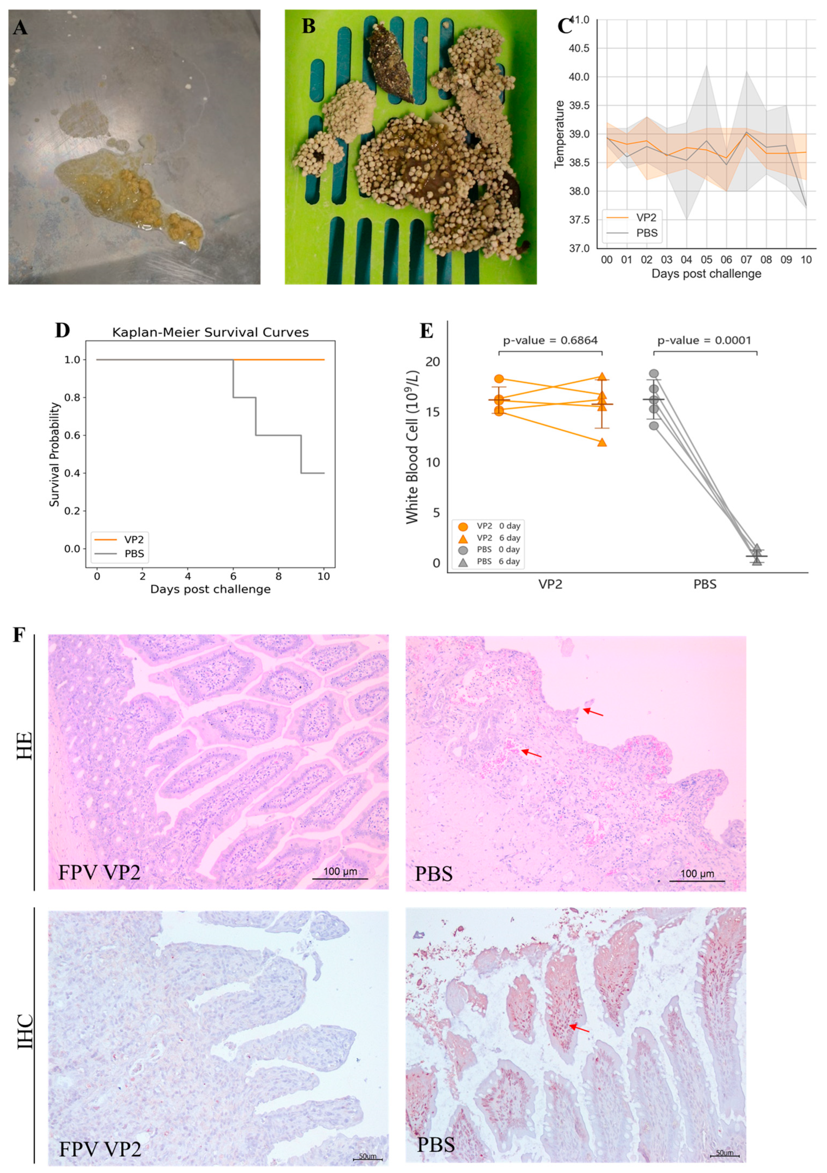 Vaccines 13 00684 g004