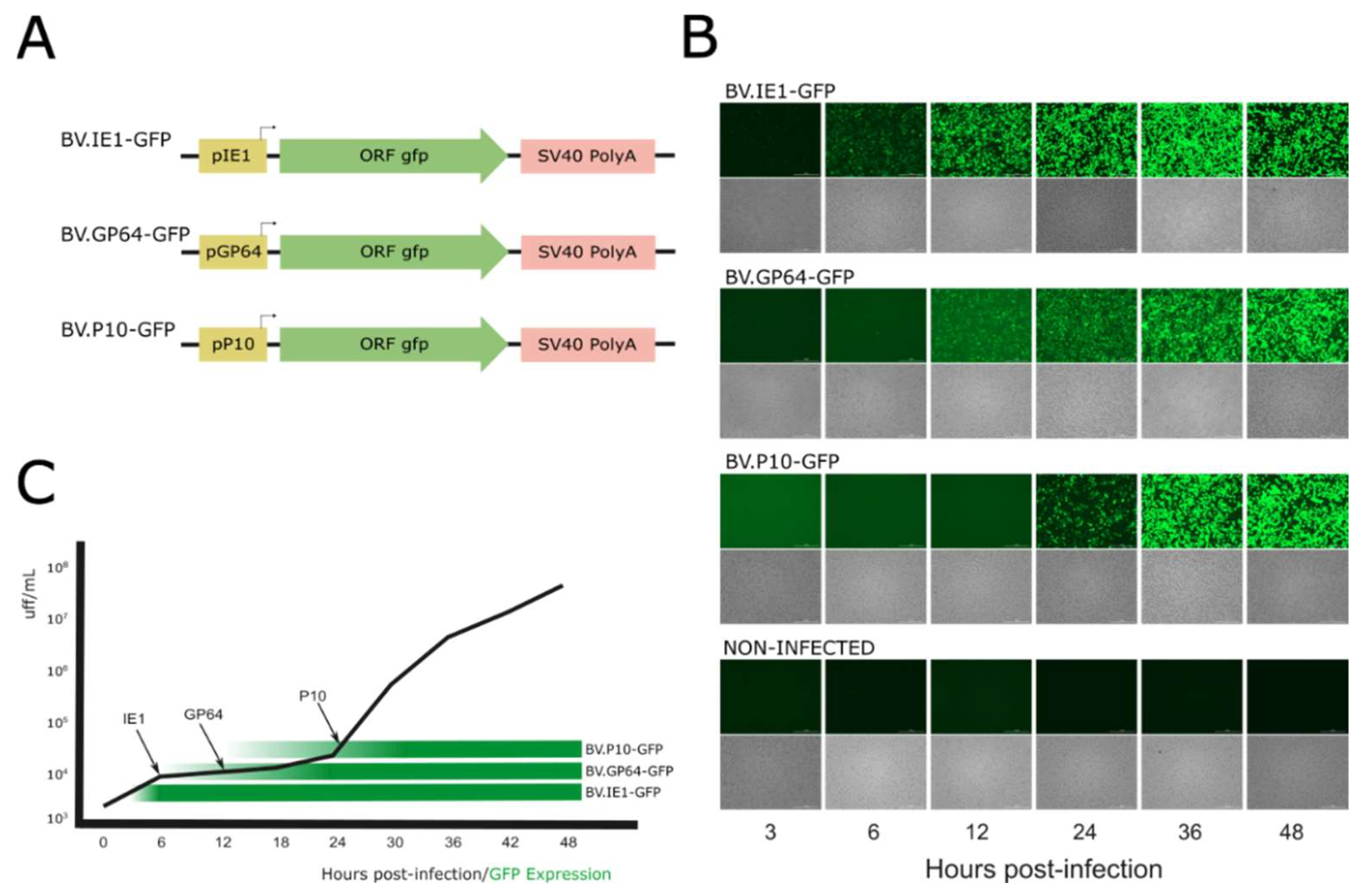 Vaccines 13 00693 g002