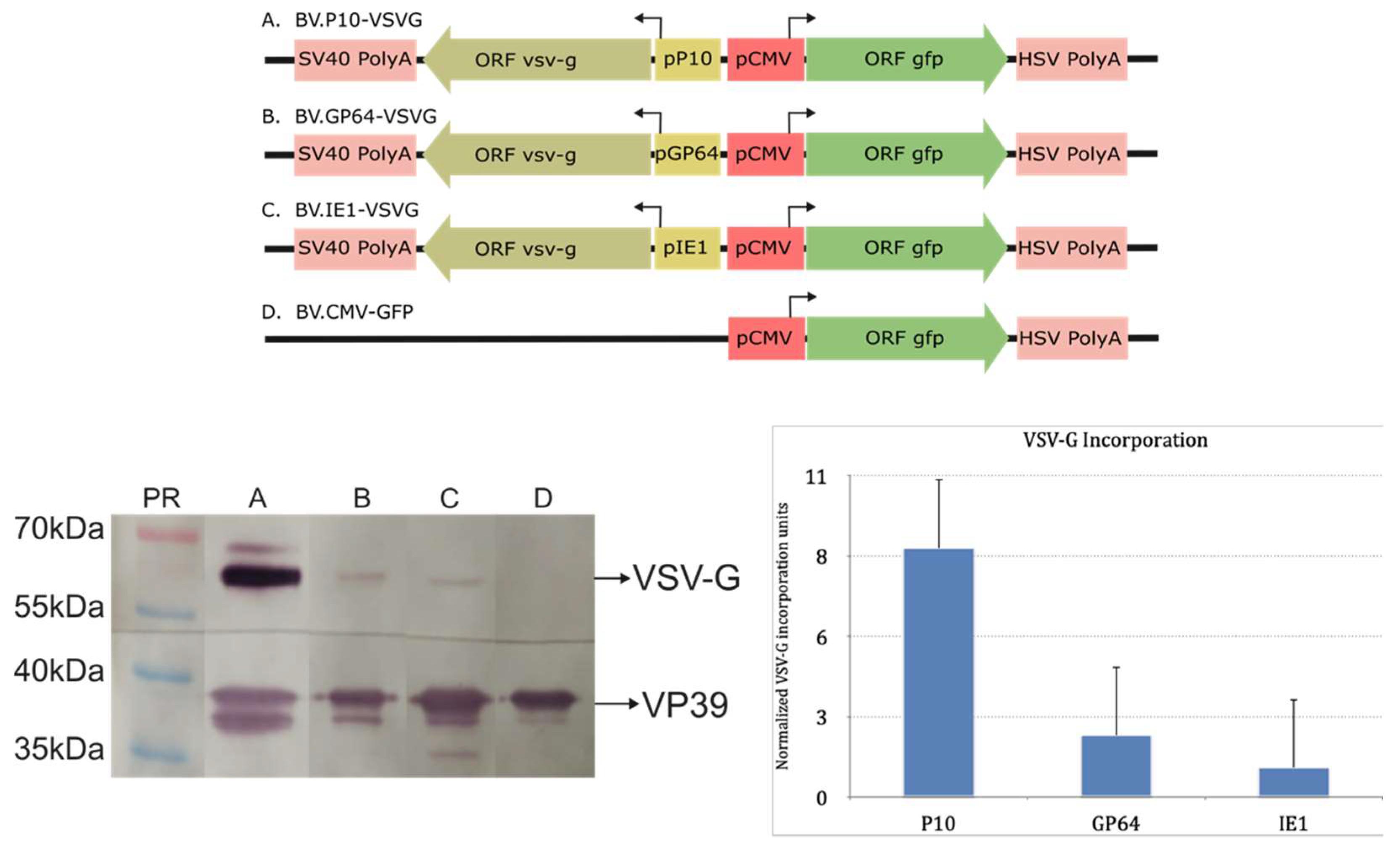 Vaccines 13 00693 g003