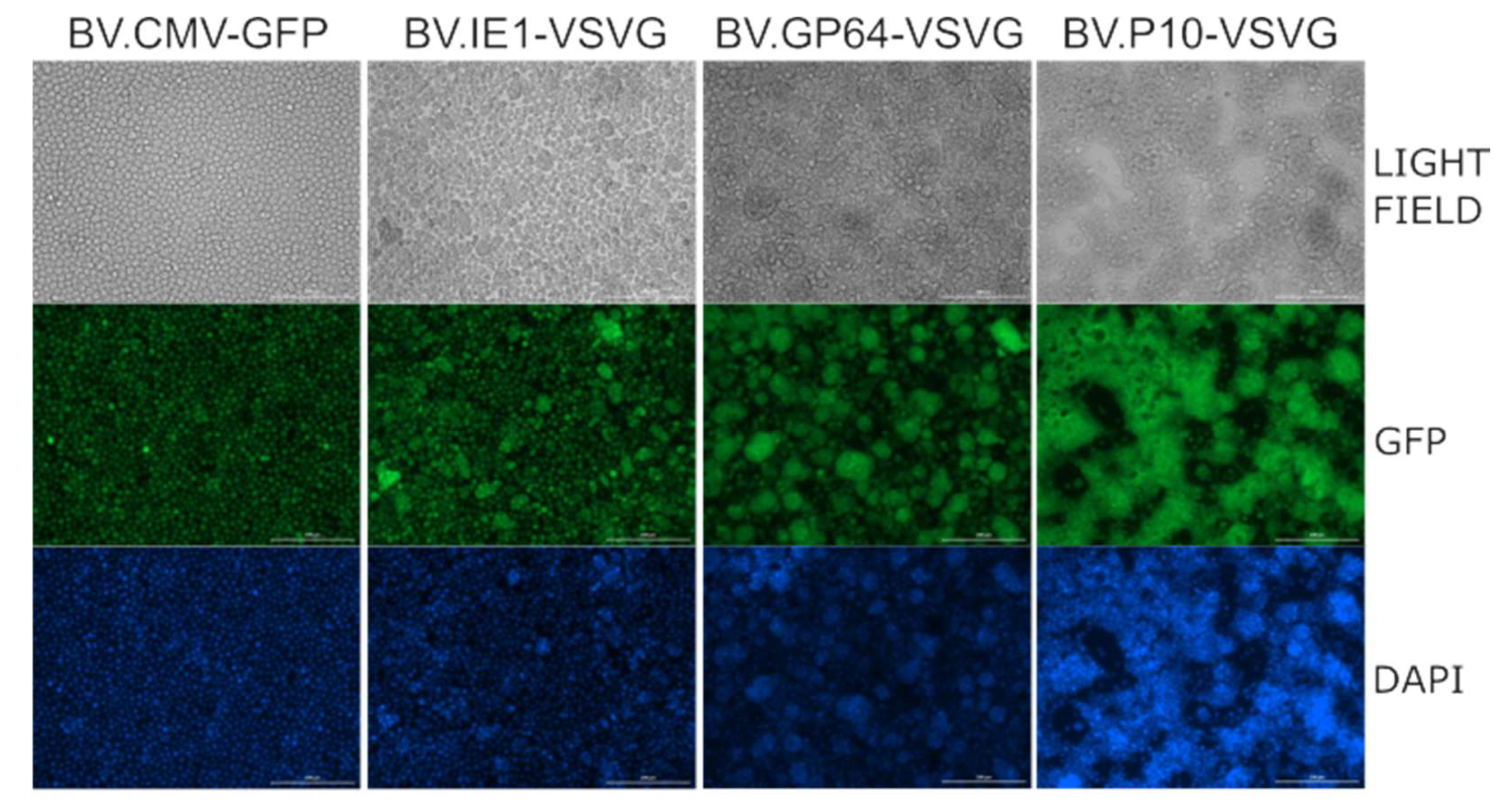 Vaccines 13 00693 g004