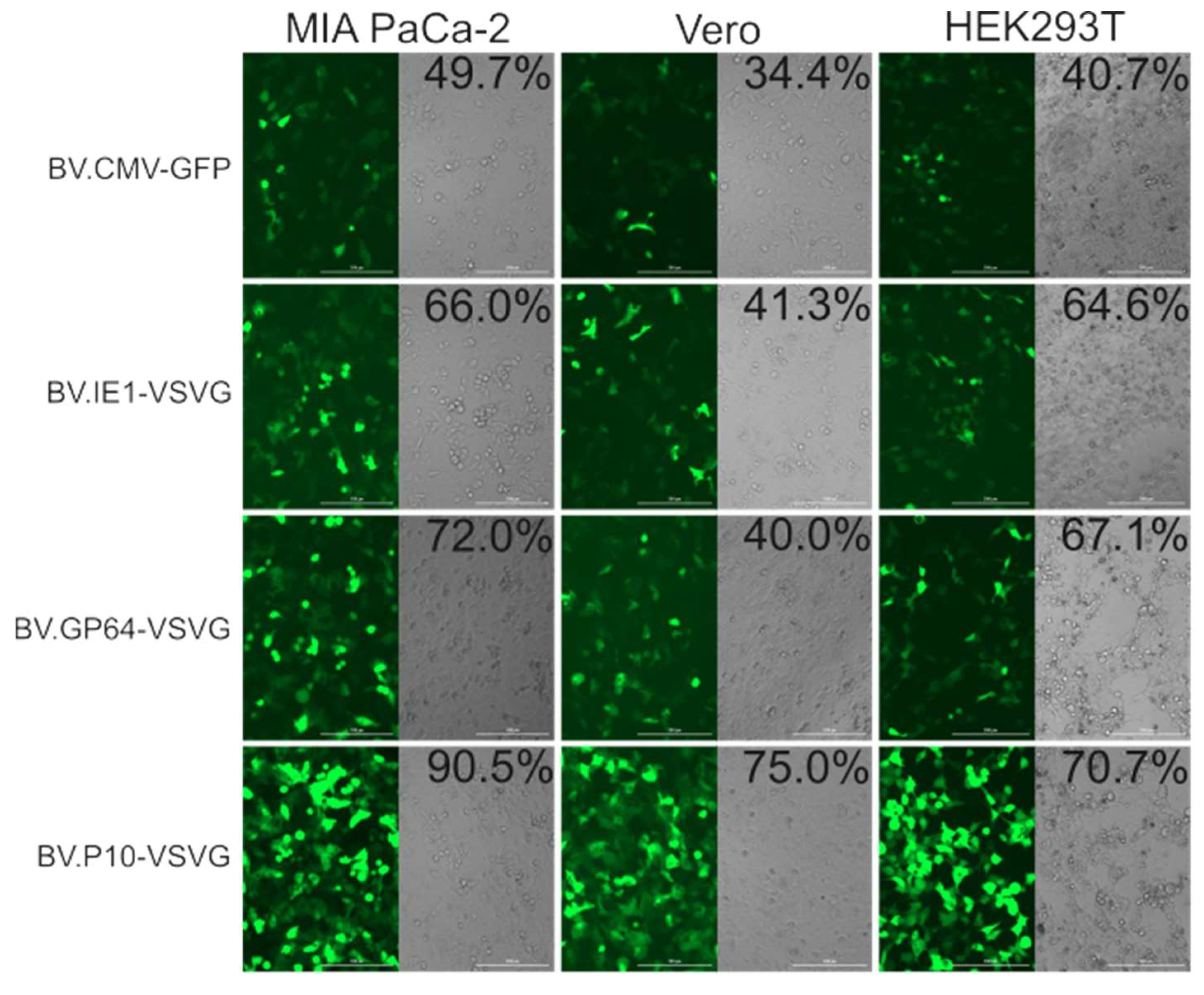 Vaccines 13 00693 g007