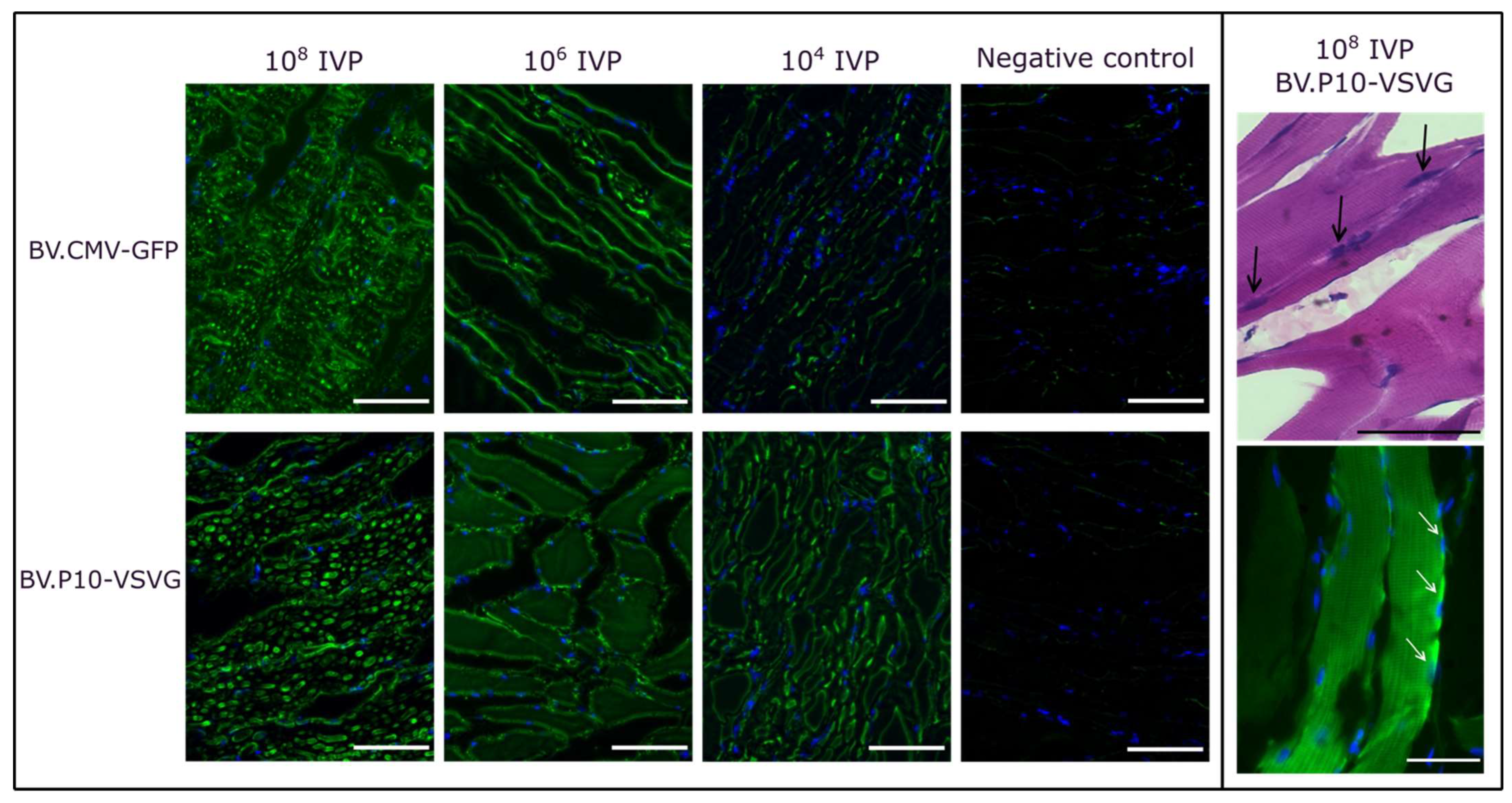 Vaccines 13 00693 g008
