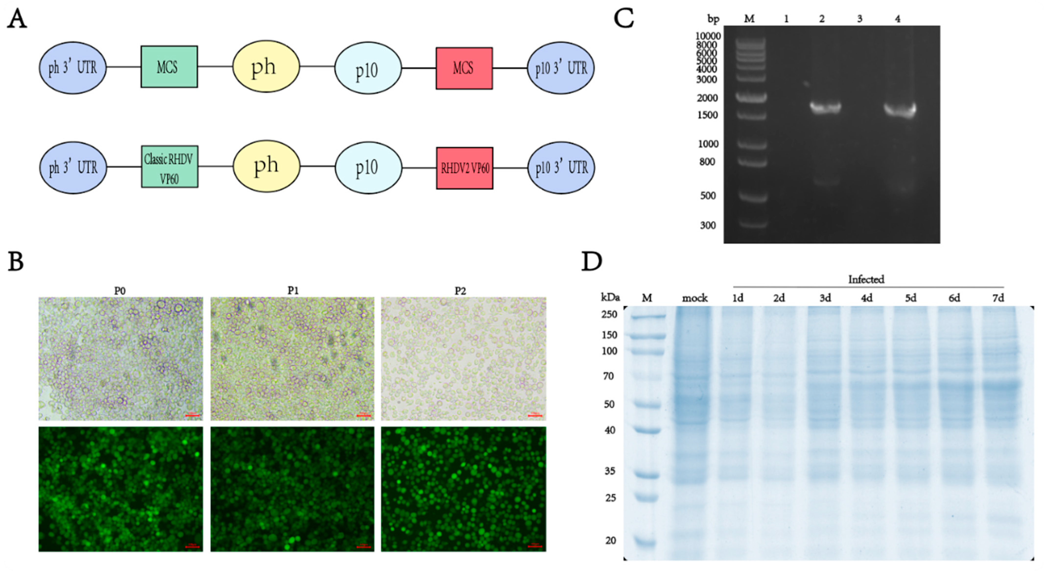 Vaccines 13 00695 g001