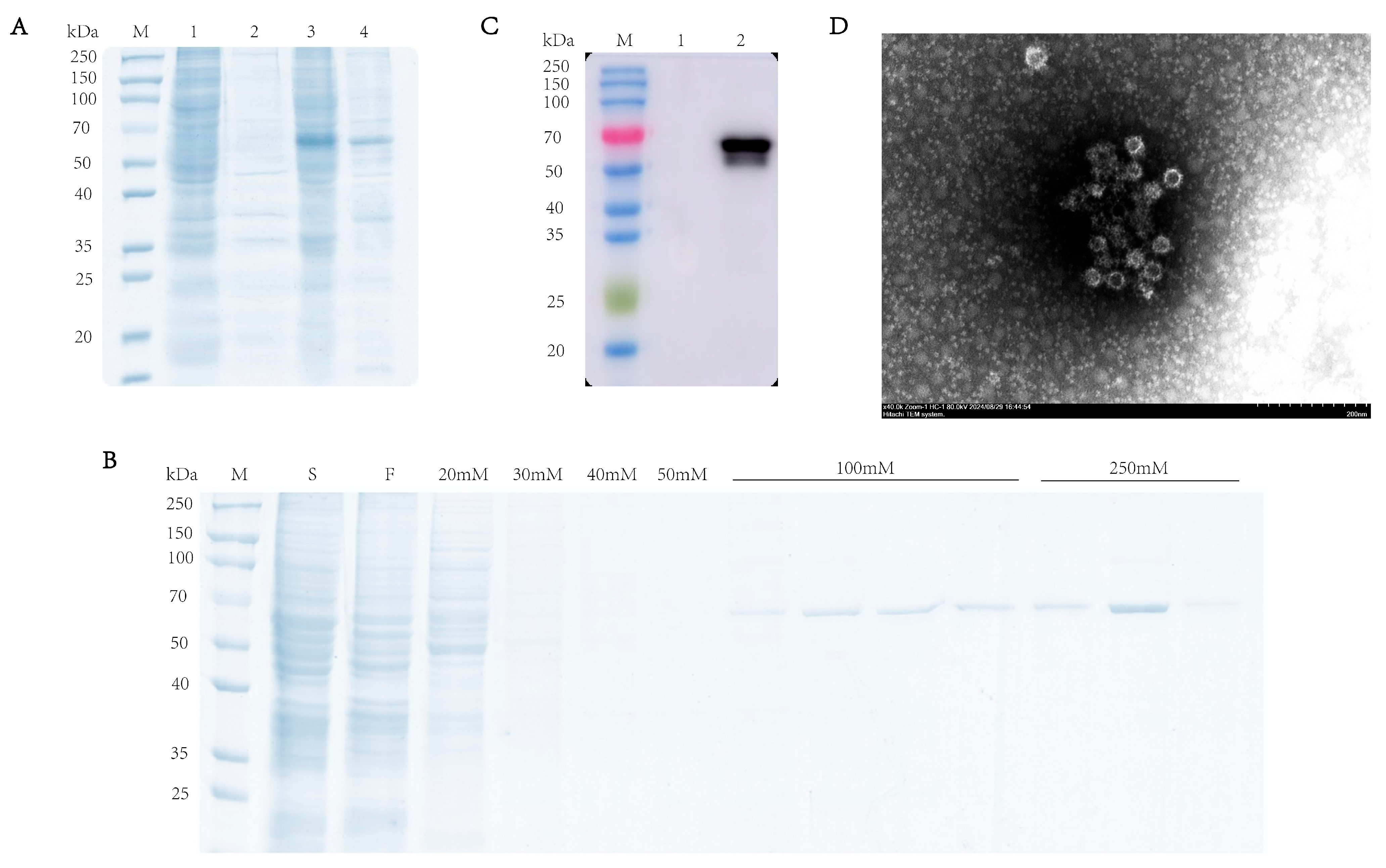 Vaccines 13 00695 g002