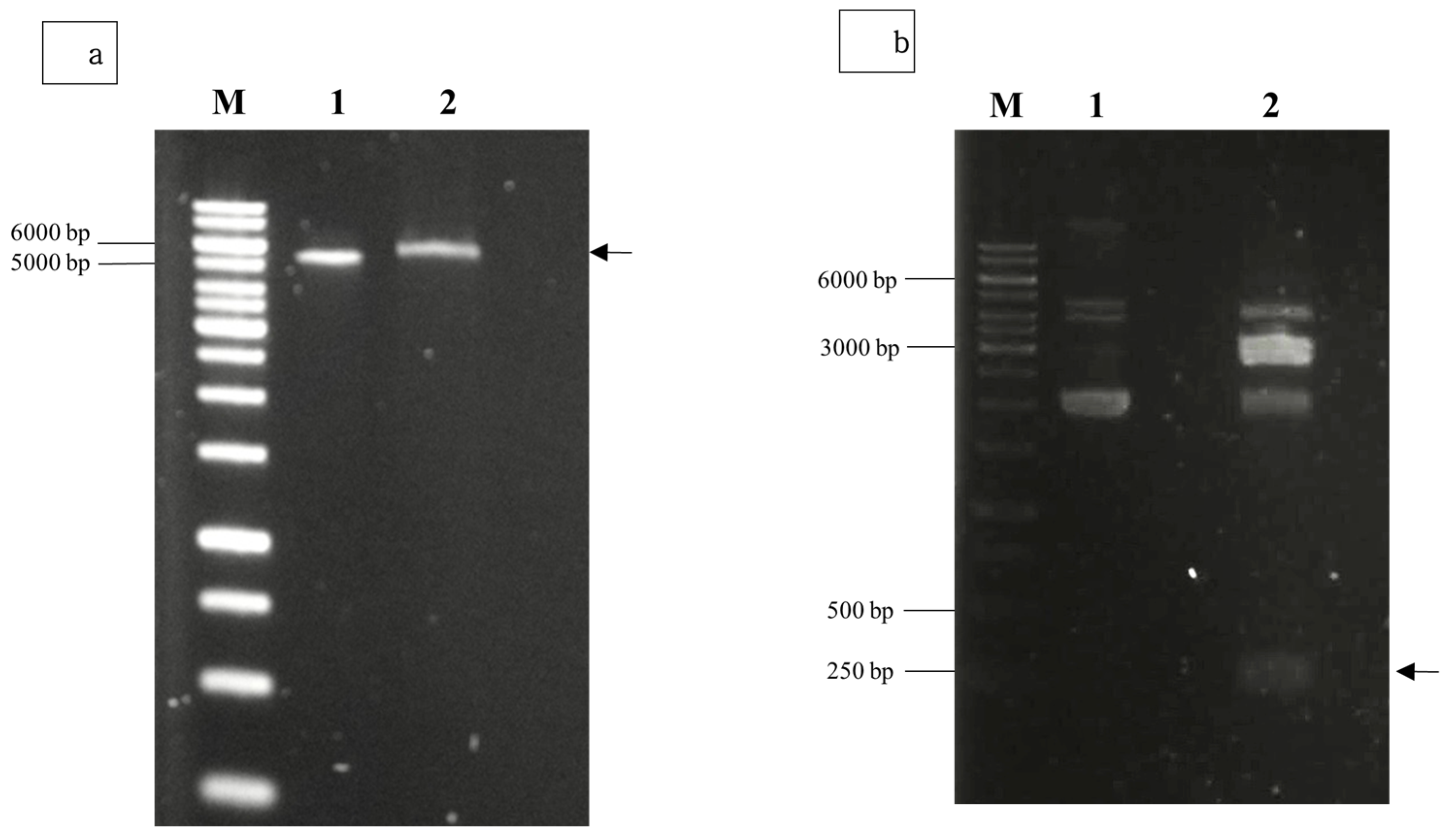 Vaccines 13 00701 g002
