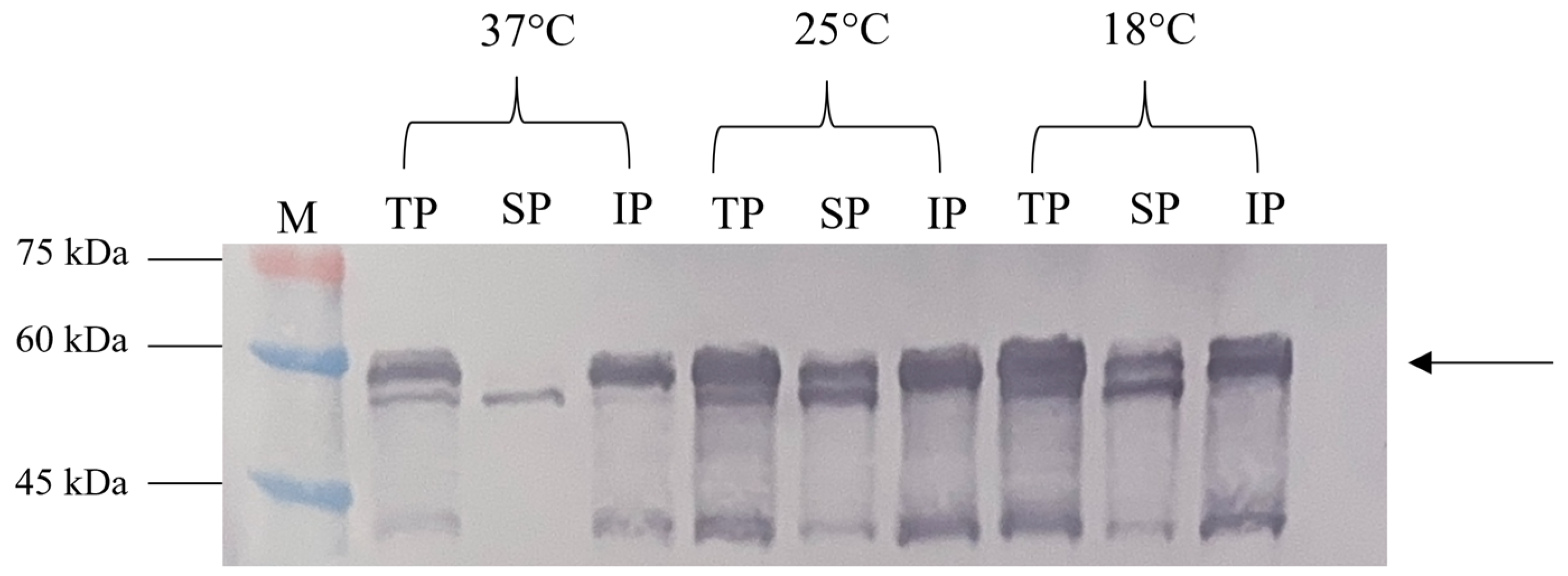 Vaccines 13 00701 g006