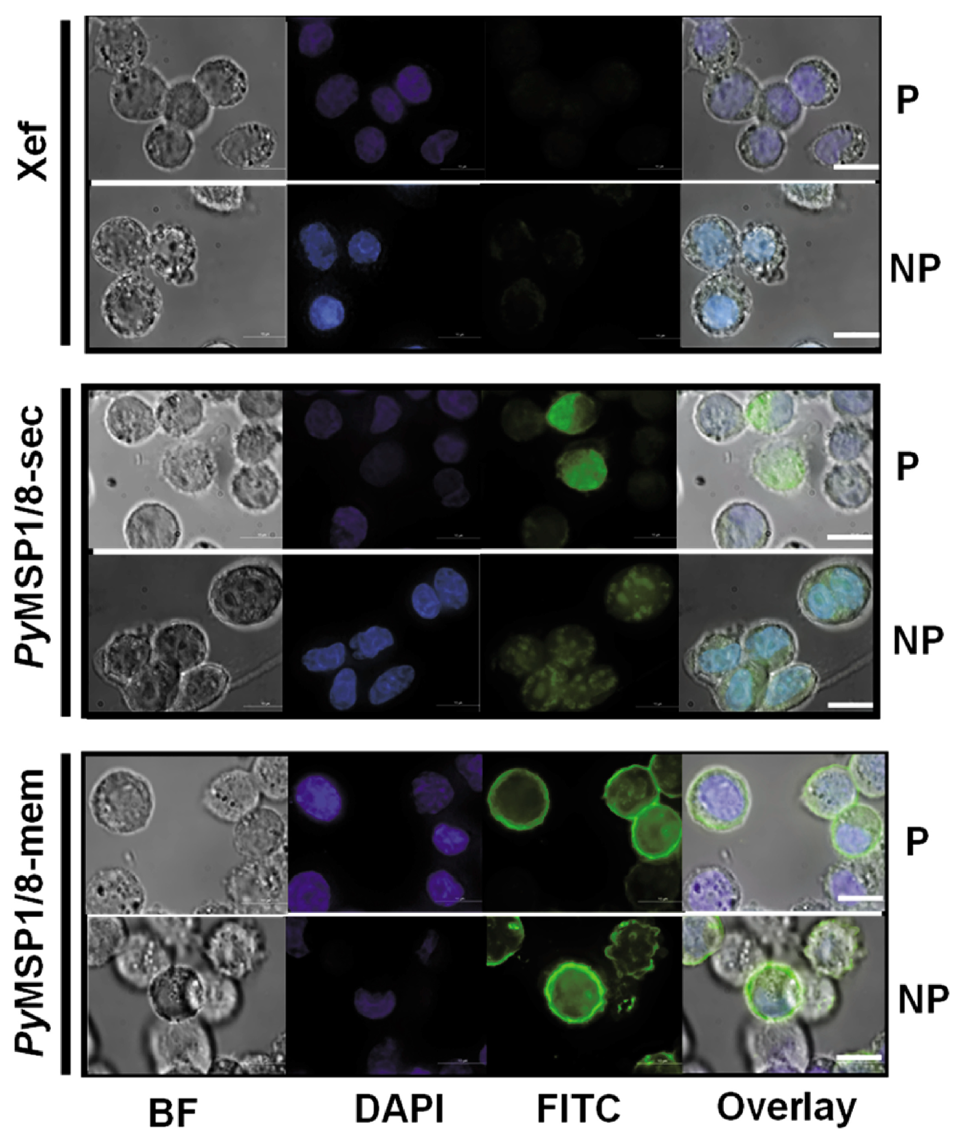 Vaccines 13 00702 g003