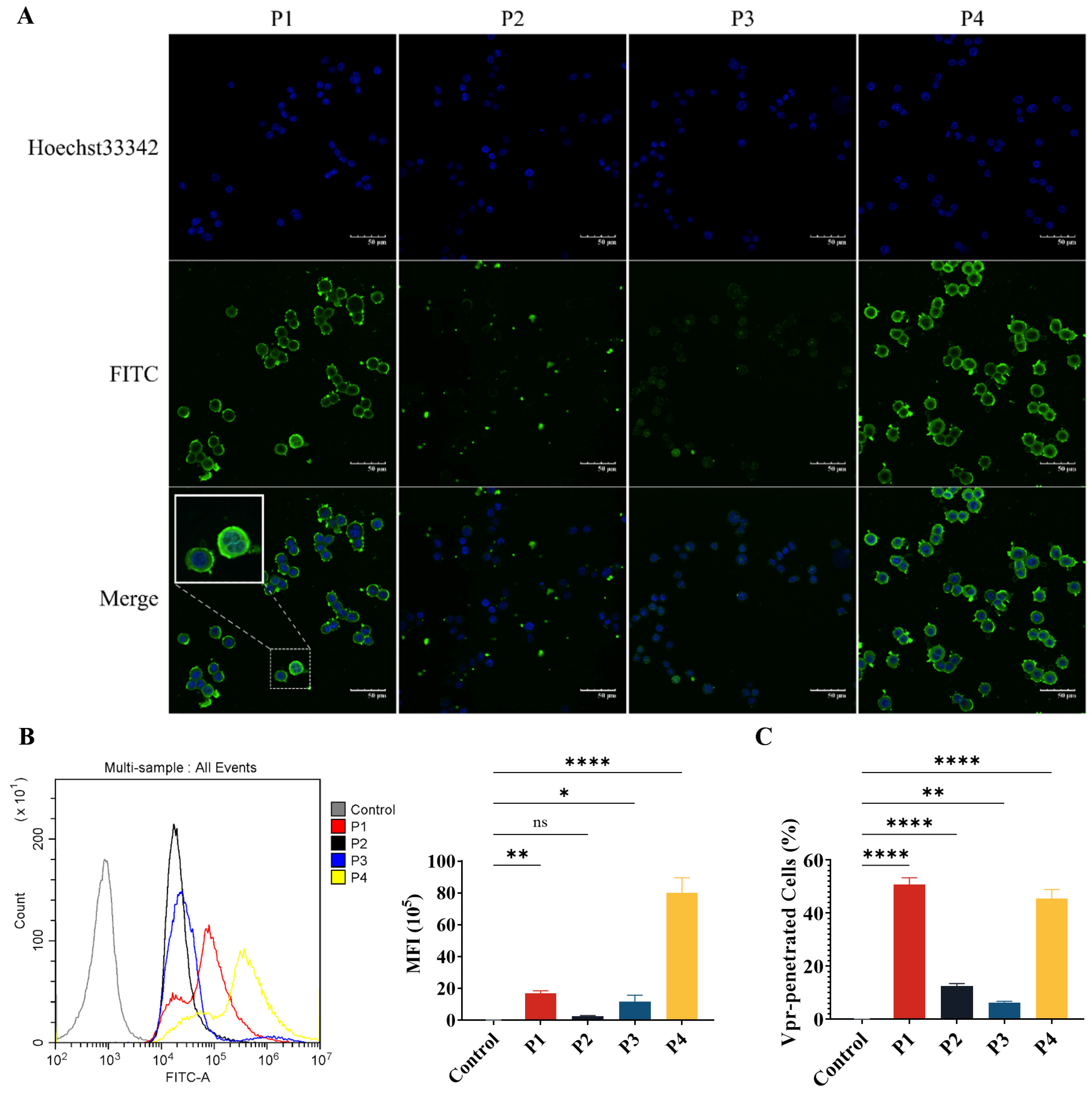 Vaccines 13 00710 g002