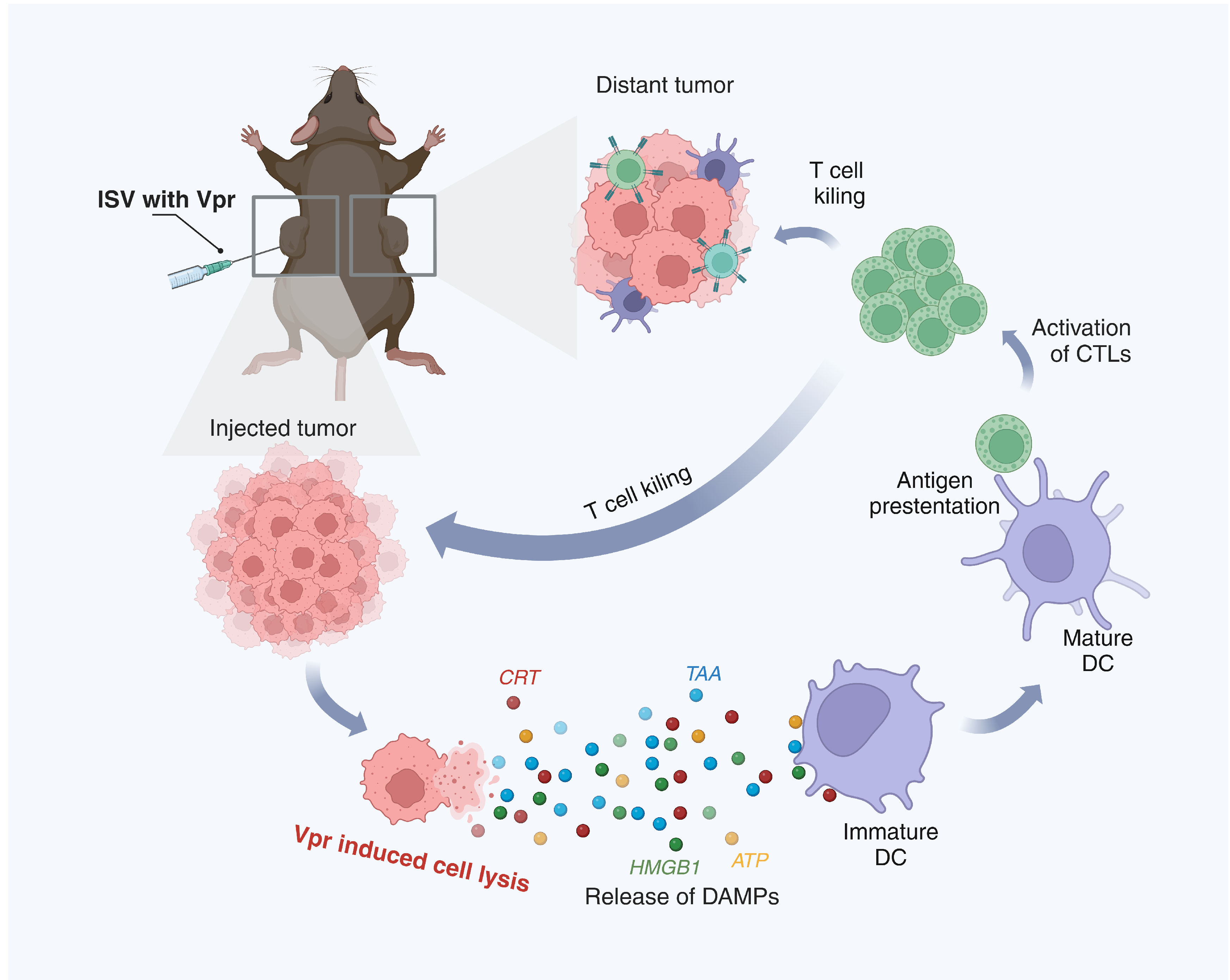 Vaccines 13 00710 g010