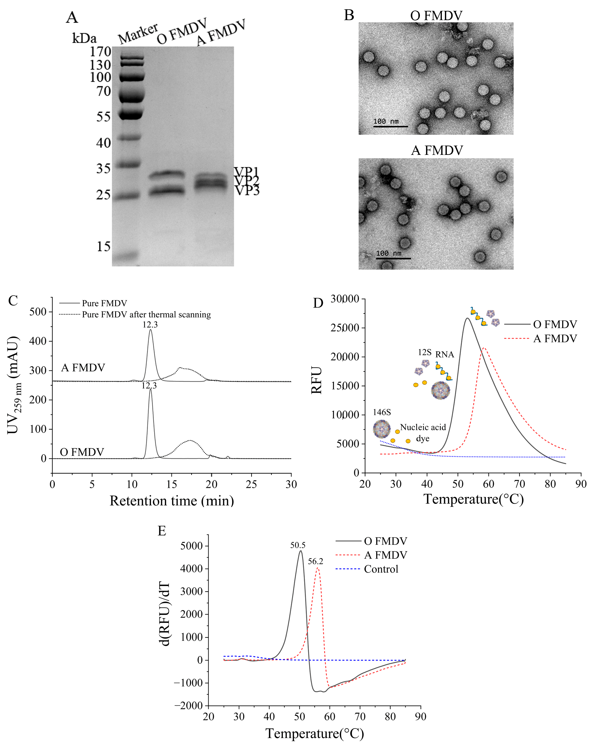 Vaccines 13 00721 g001
