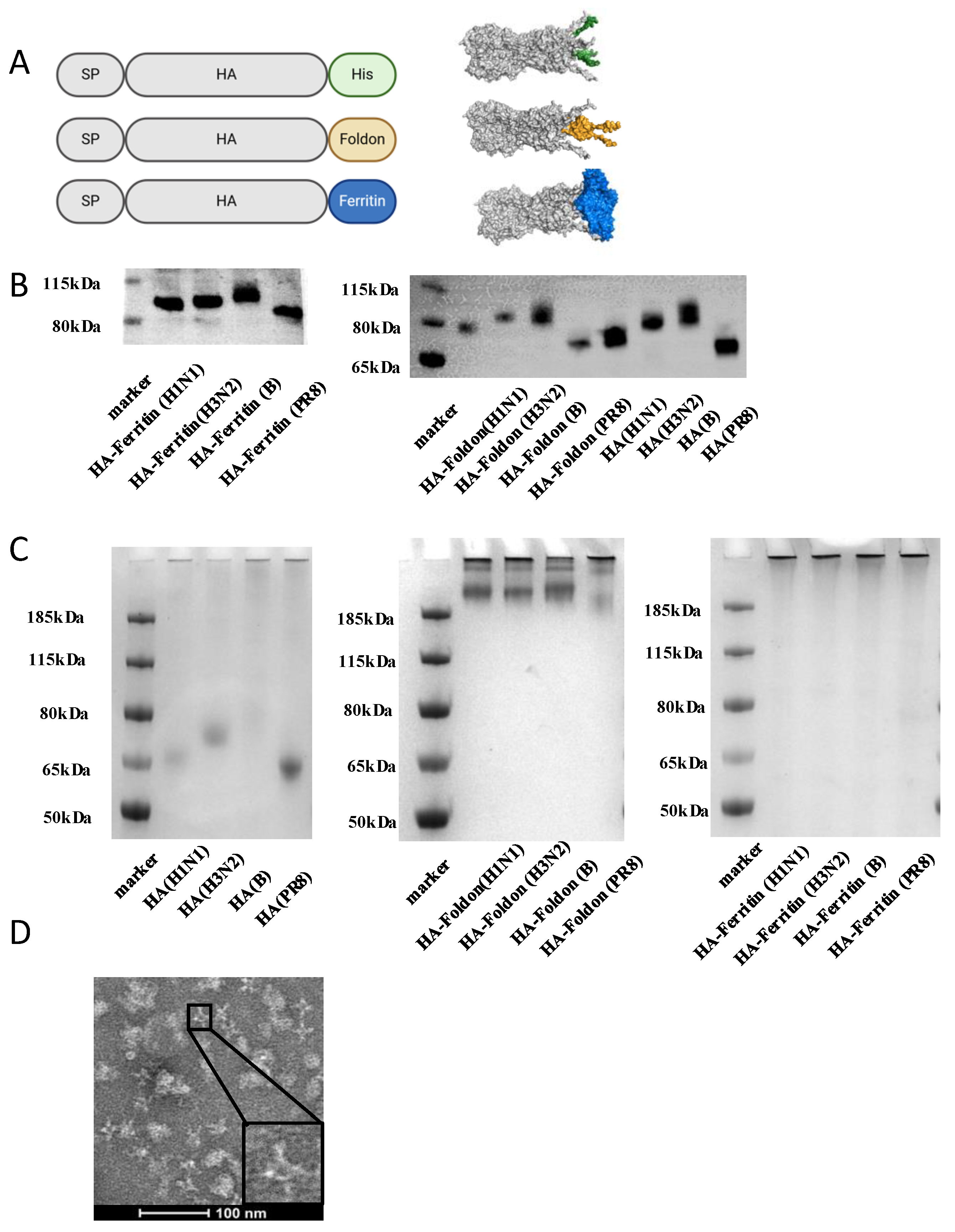 Vaccines 13 00745 g001