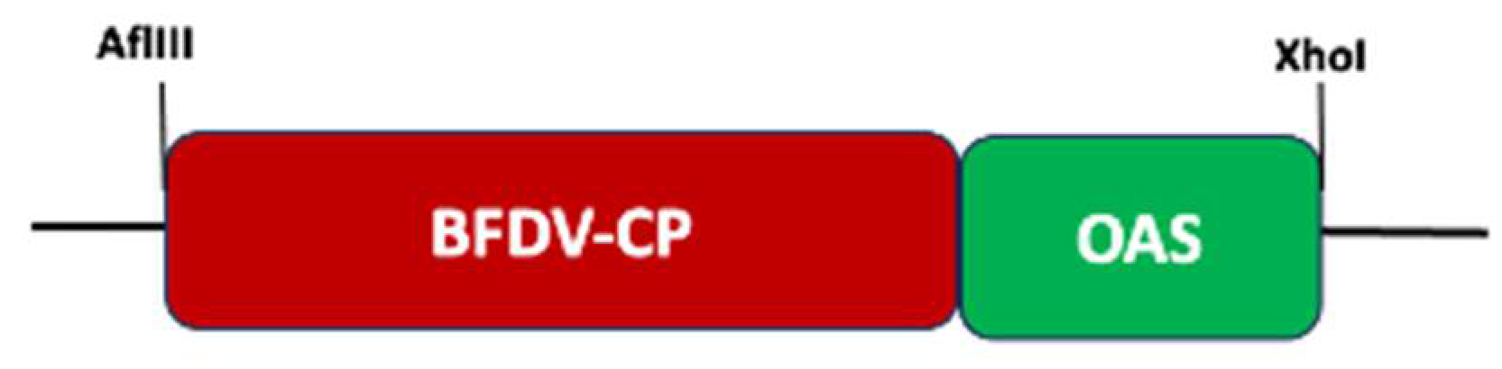 Vaccines 13 00762 g001