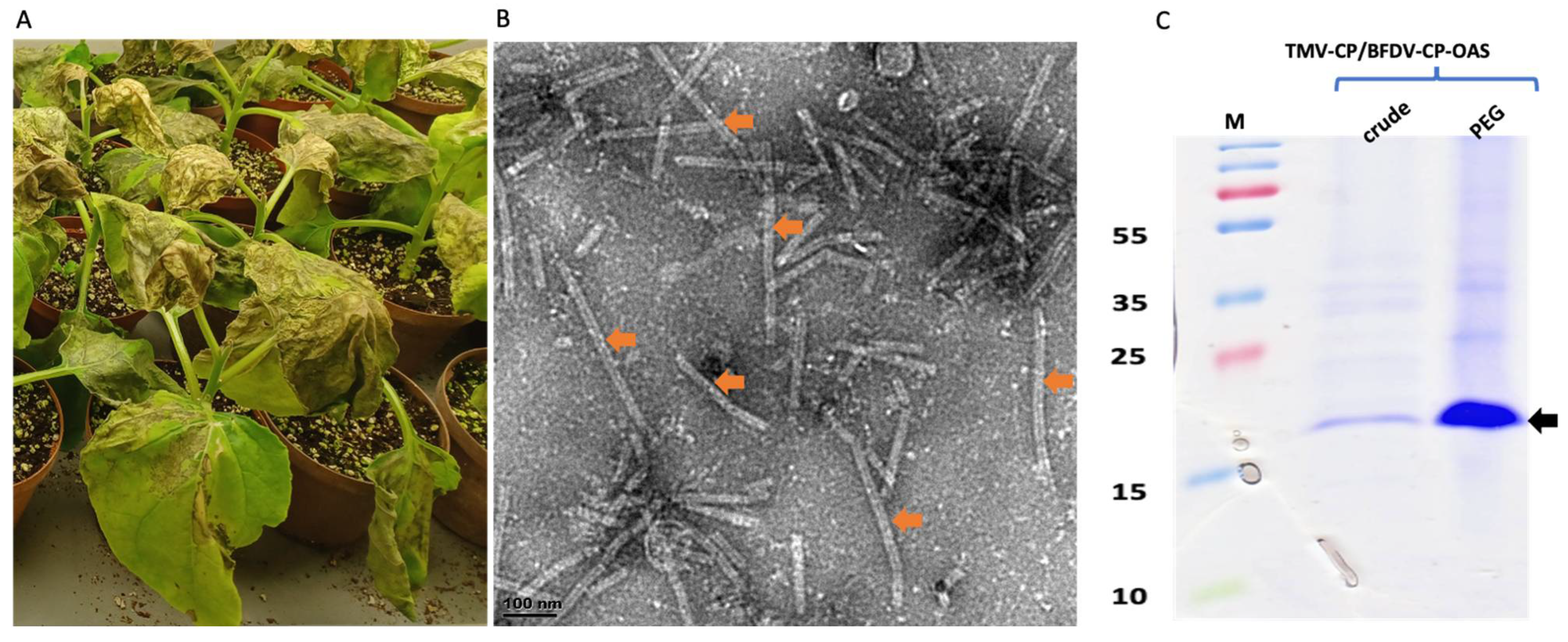 Vaccines 13 00762 g003