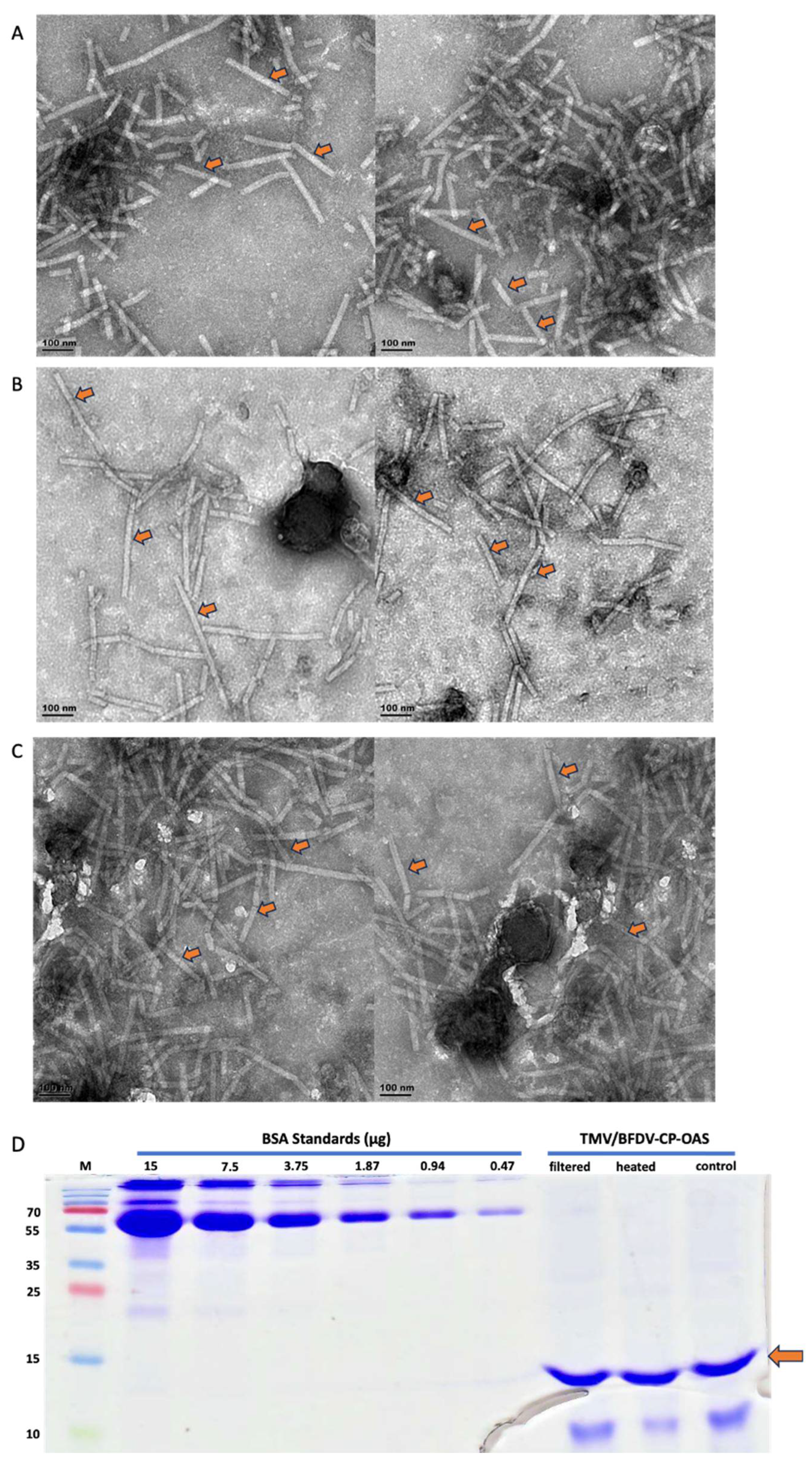 Vaccines 13 00762 g004