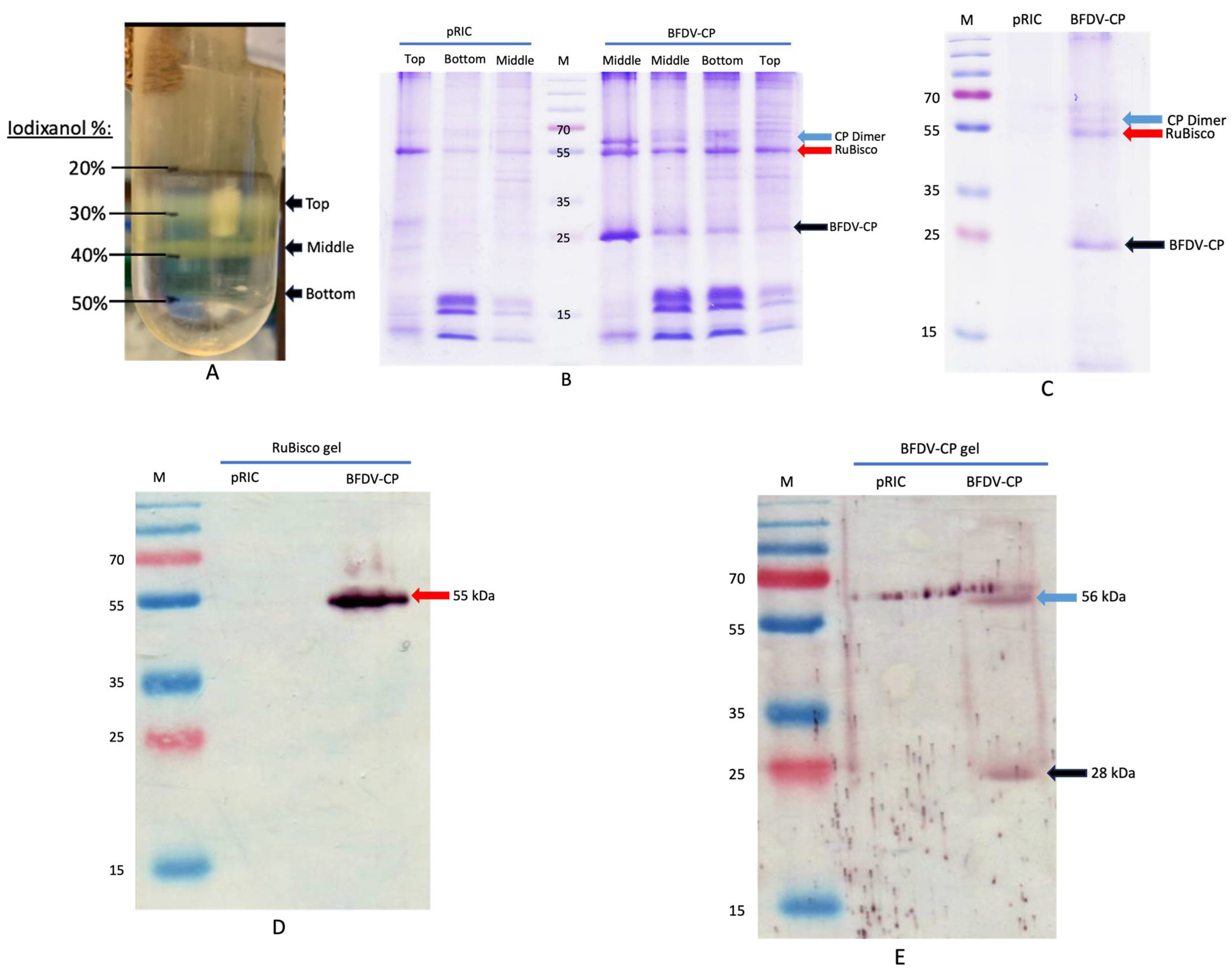 Vaccines 13 00762 g007