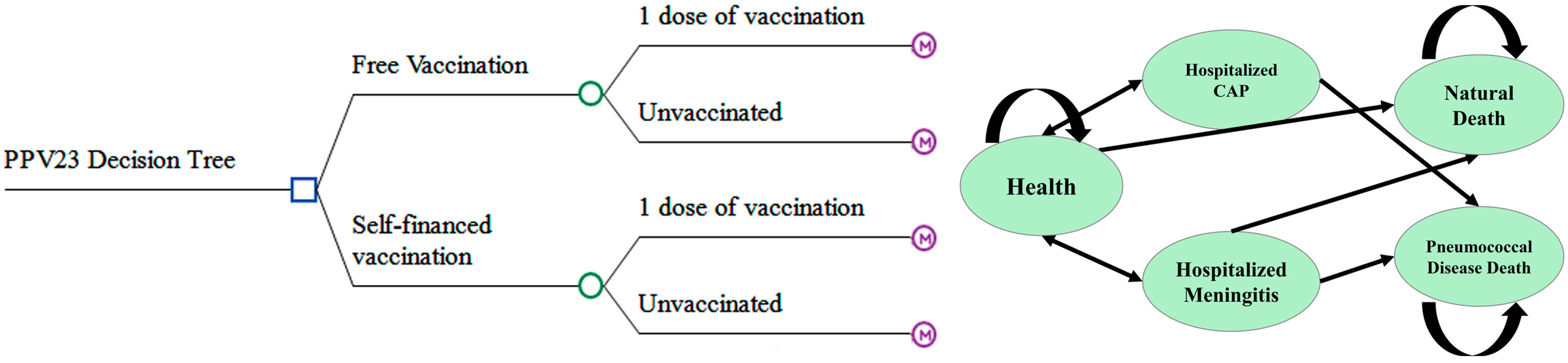 Vaccines 13 00763 g001