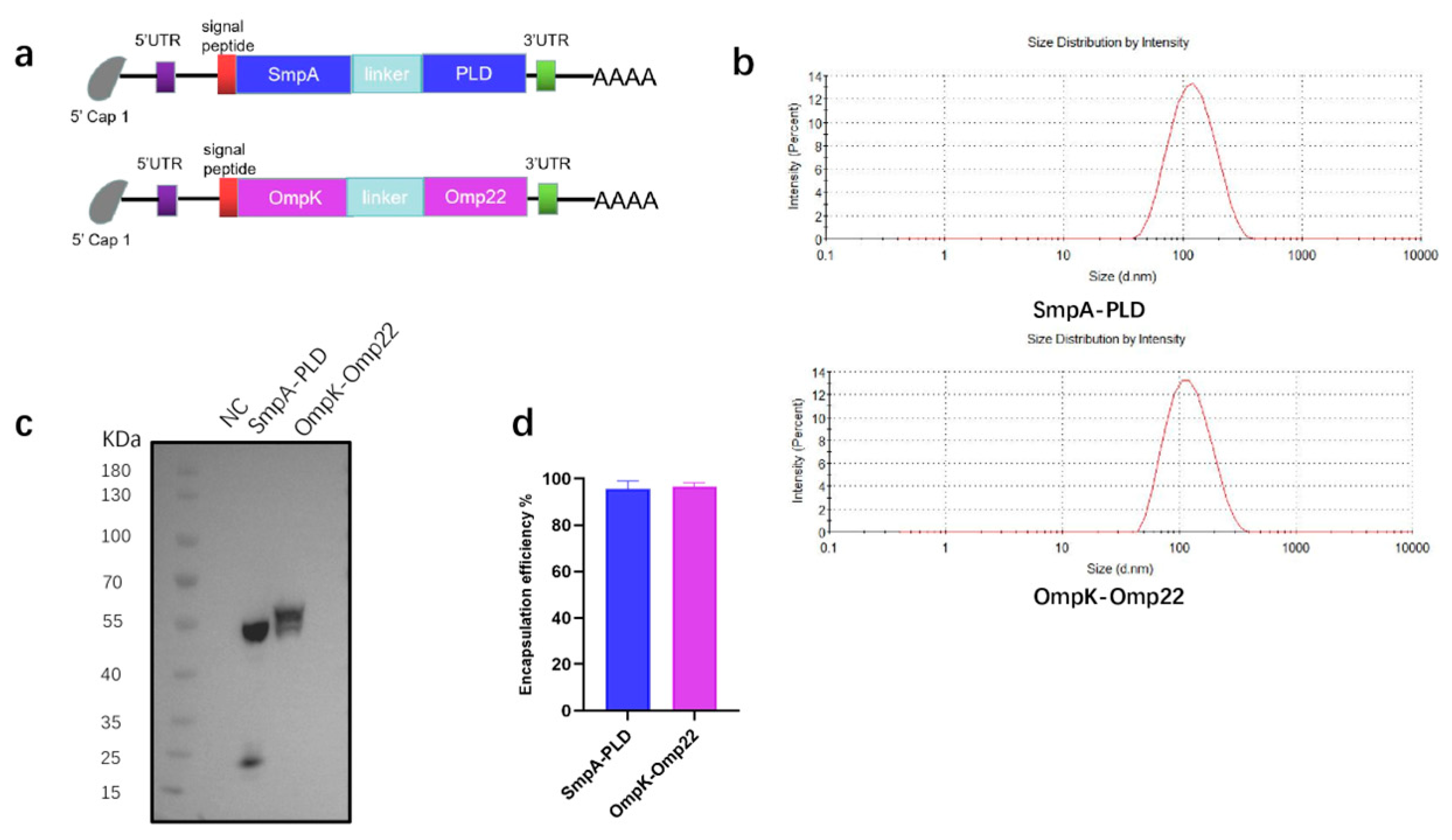 Vaccines 13 00764 g001