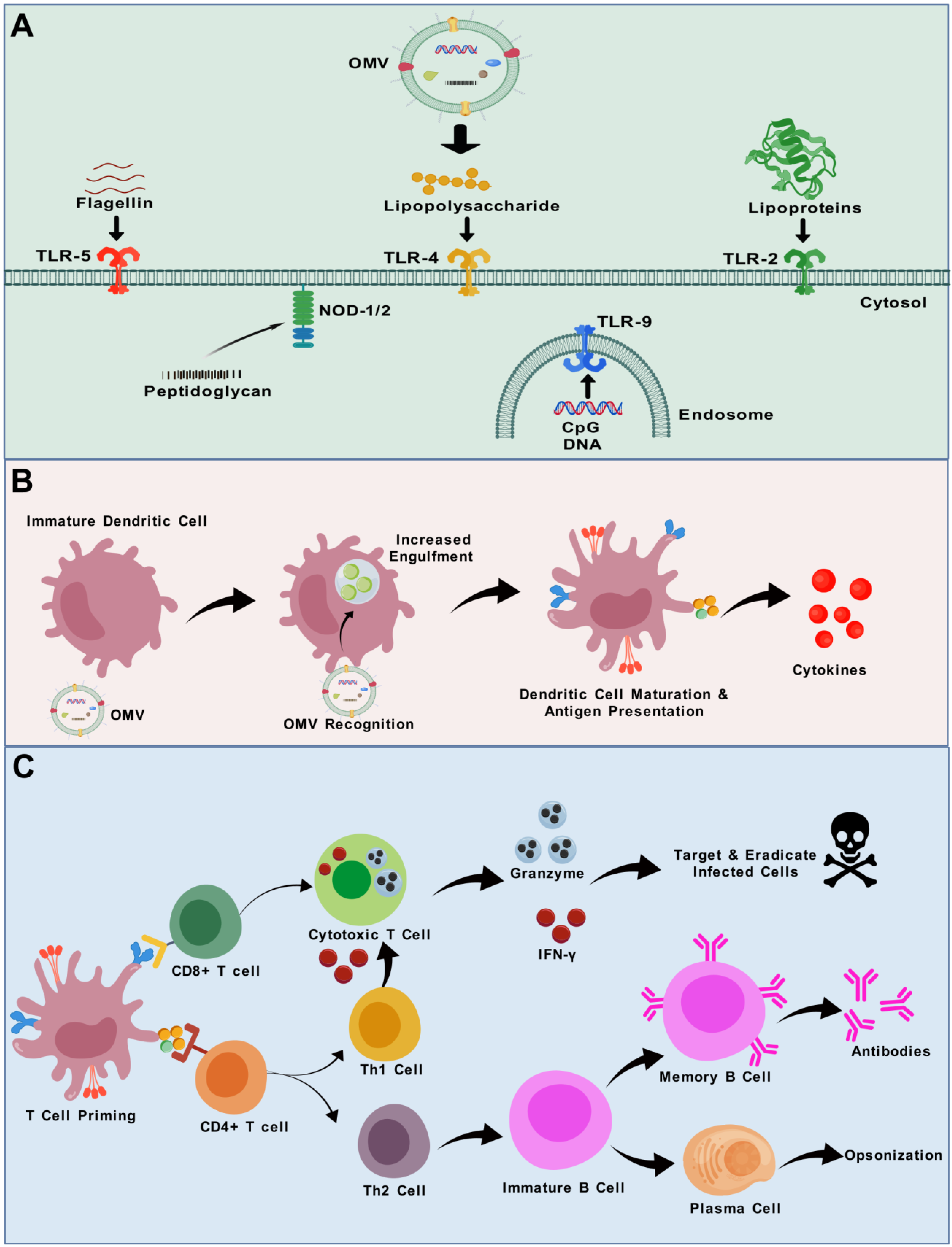 Vaccines 13 00767 g003 Vaccines 13 00767 g003