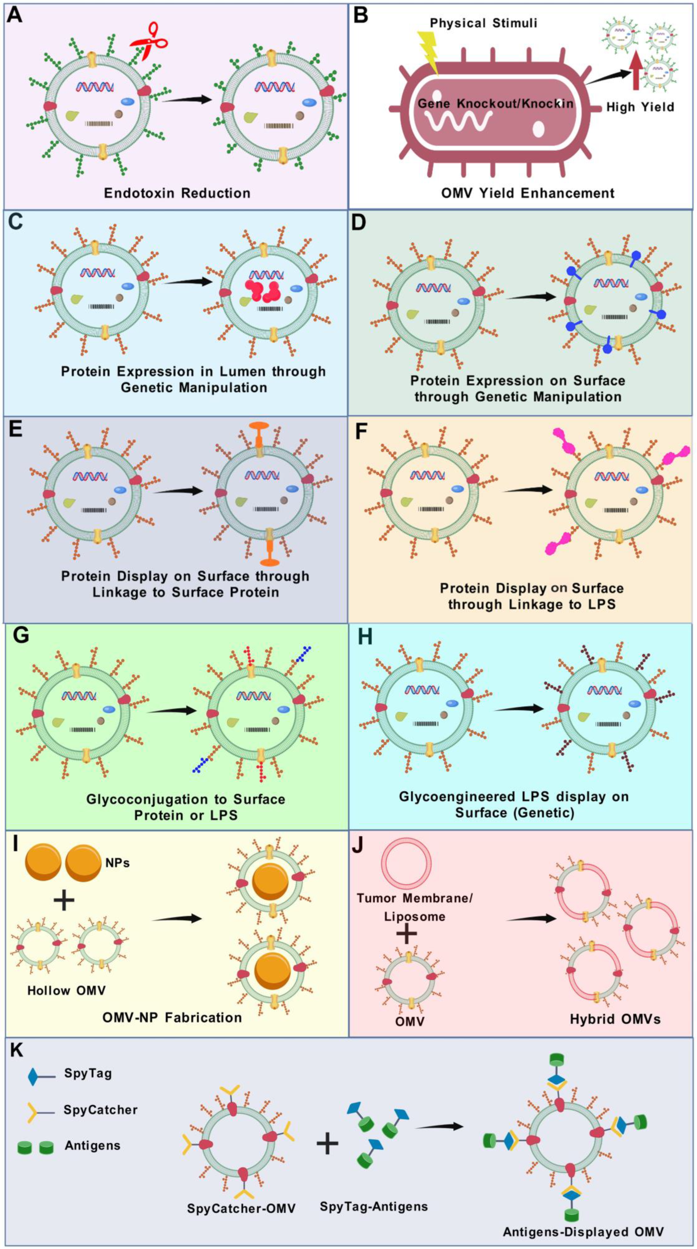 Vaccines 13 00767 g004 Vaccines 13 00767 g004