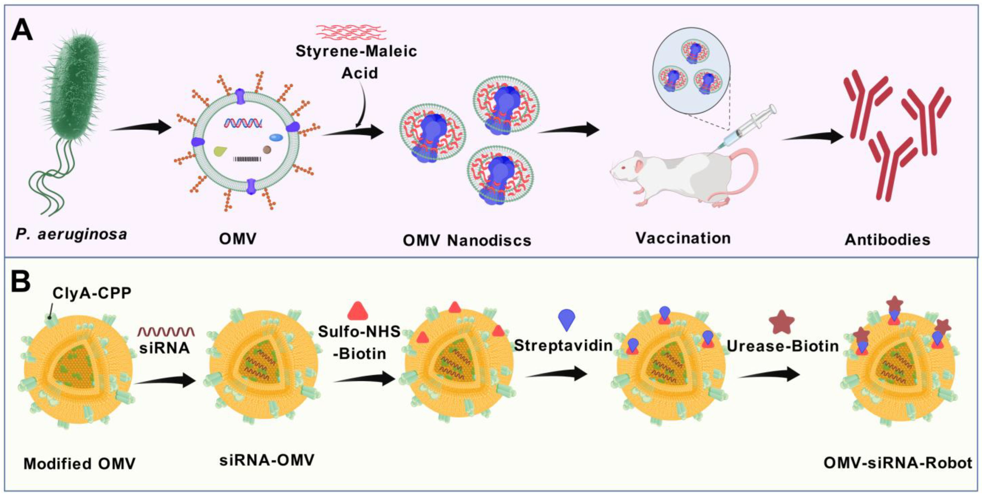 Vaccines 13 00767 g006 Vaccines 13 00767 g006