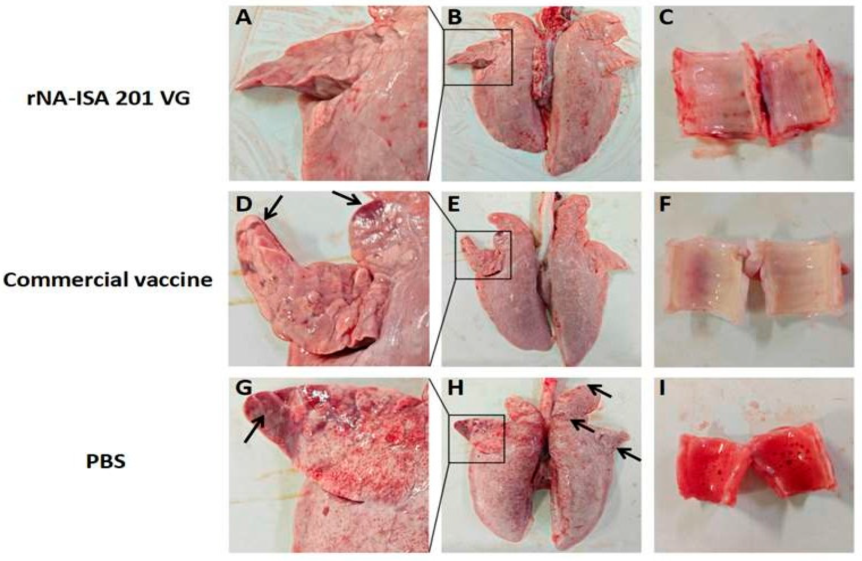 Vaccines 13 00783 g005