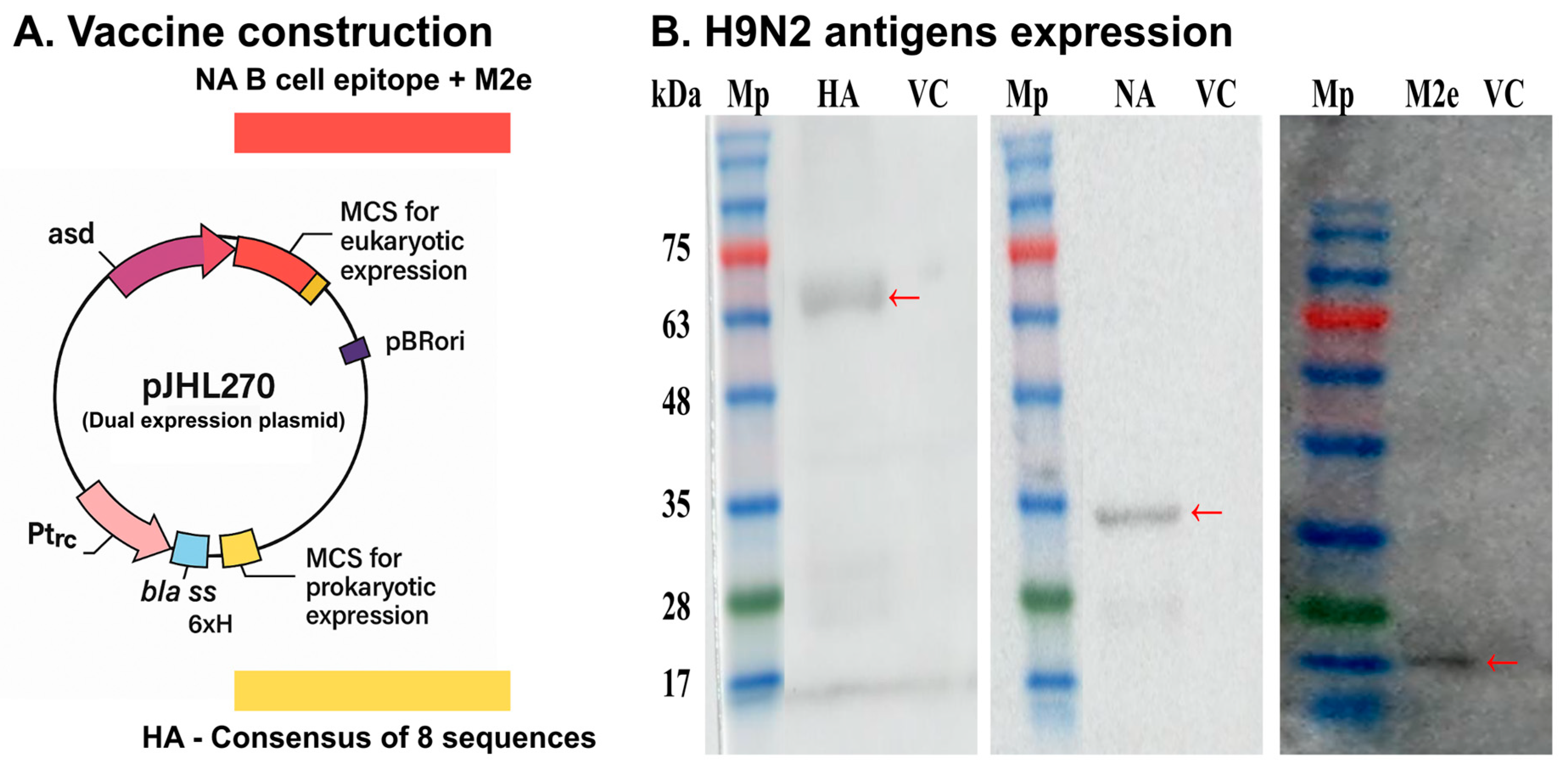 Vaccines 13 00790 g001