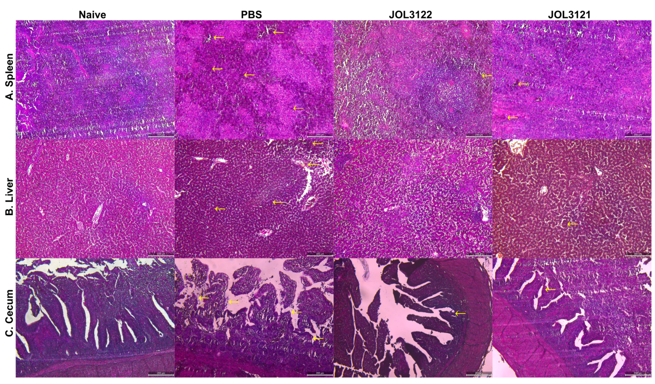 Vaccines 13 00790 g005