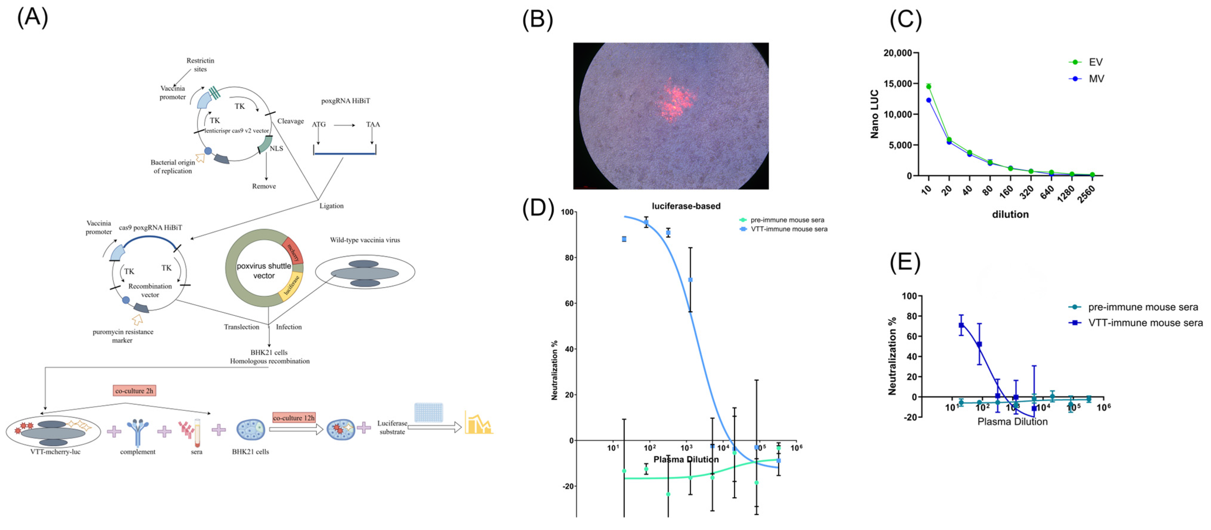 Vaccines 13 00795 g001