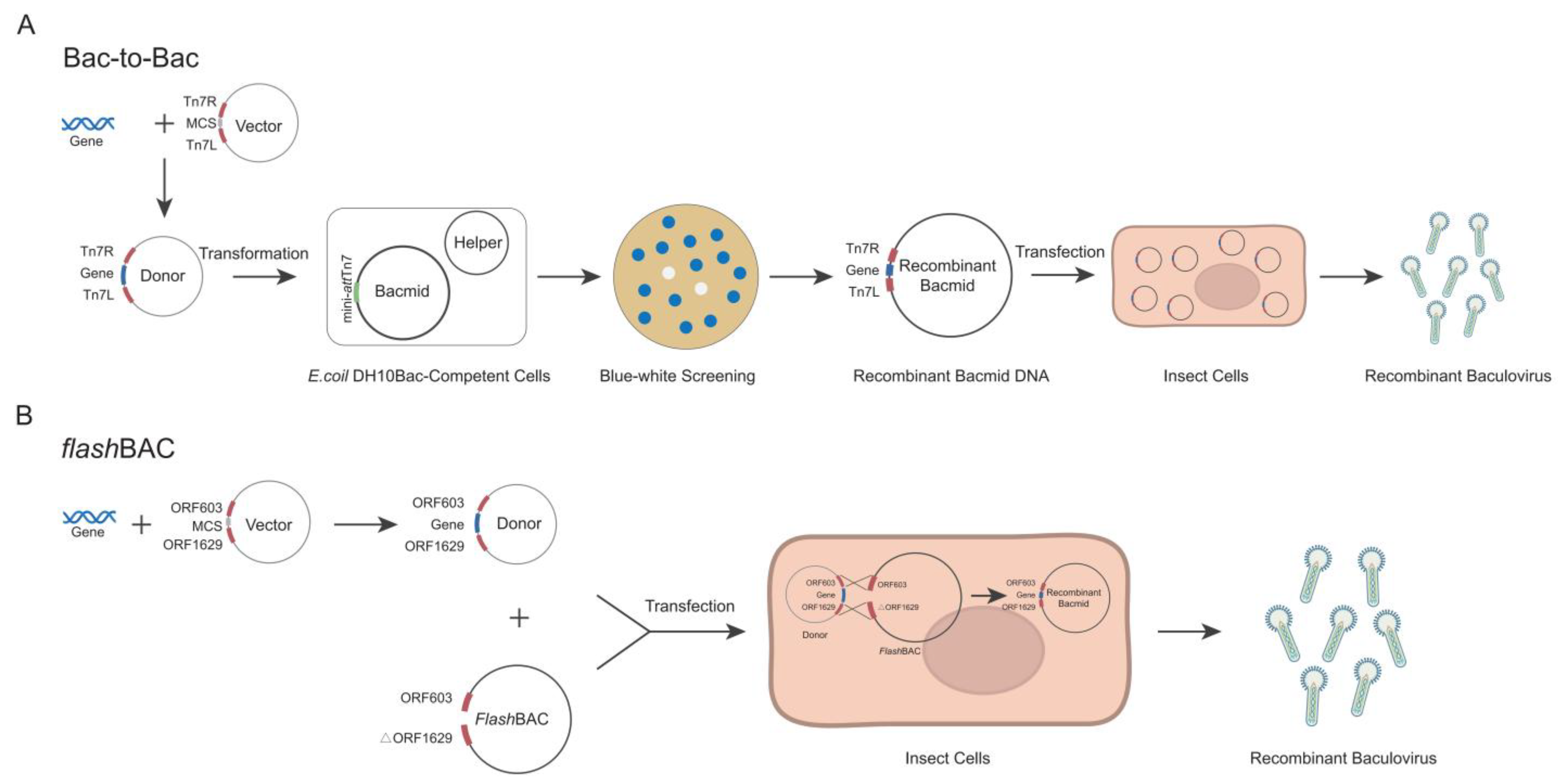 Vaccines 13 00801 g001