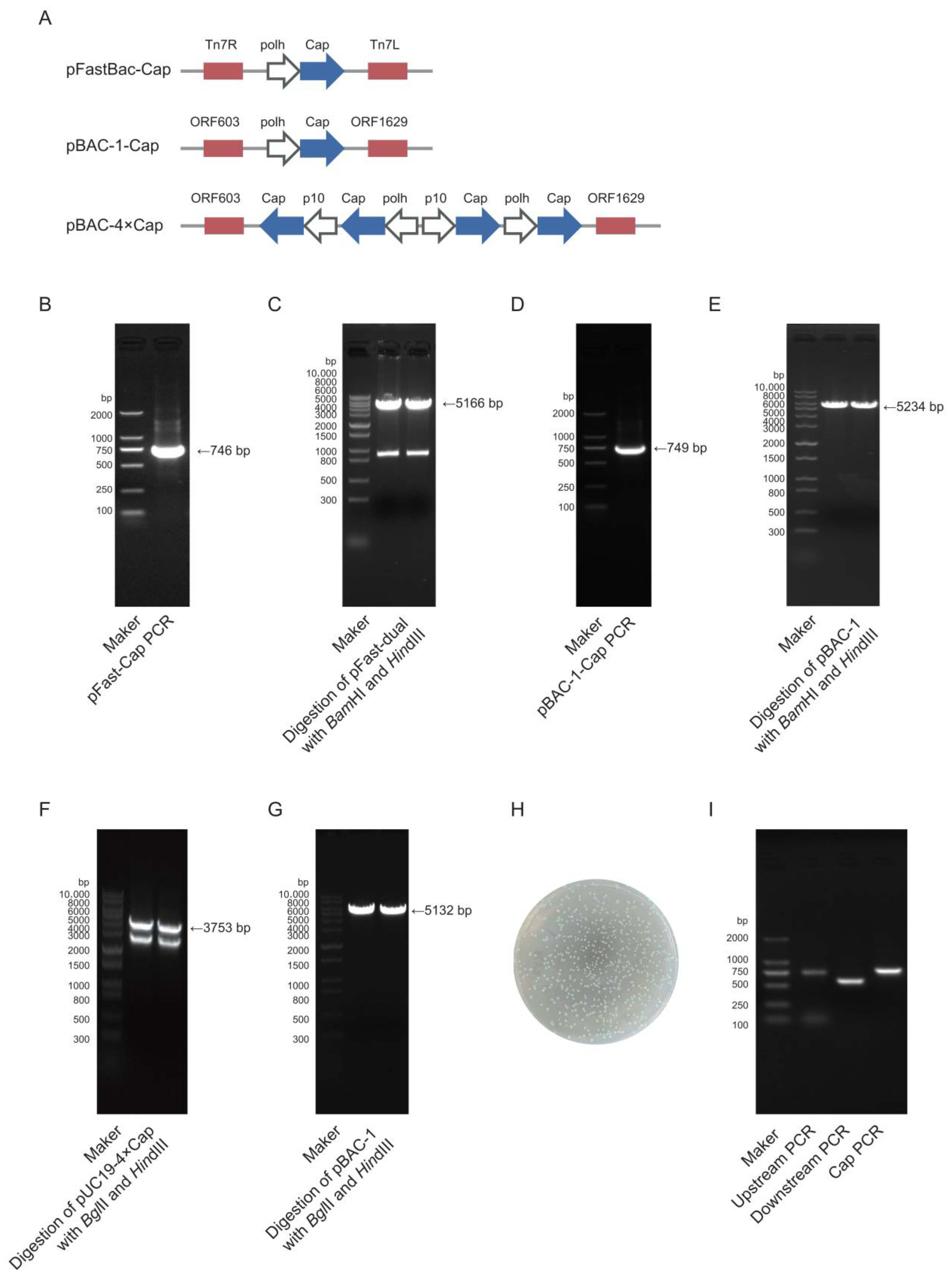 Vaccines 13 00801 g002