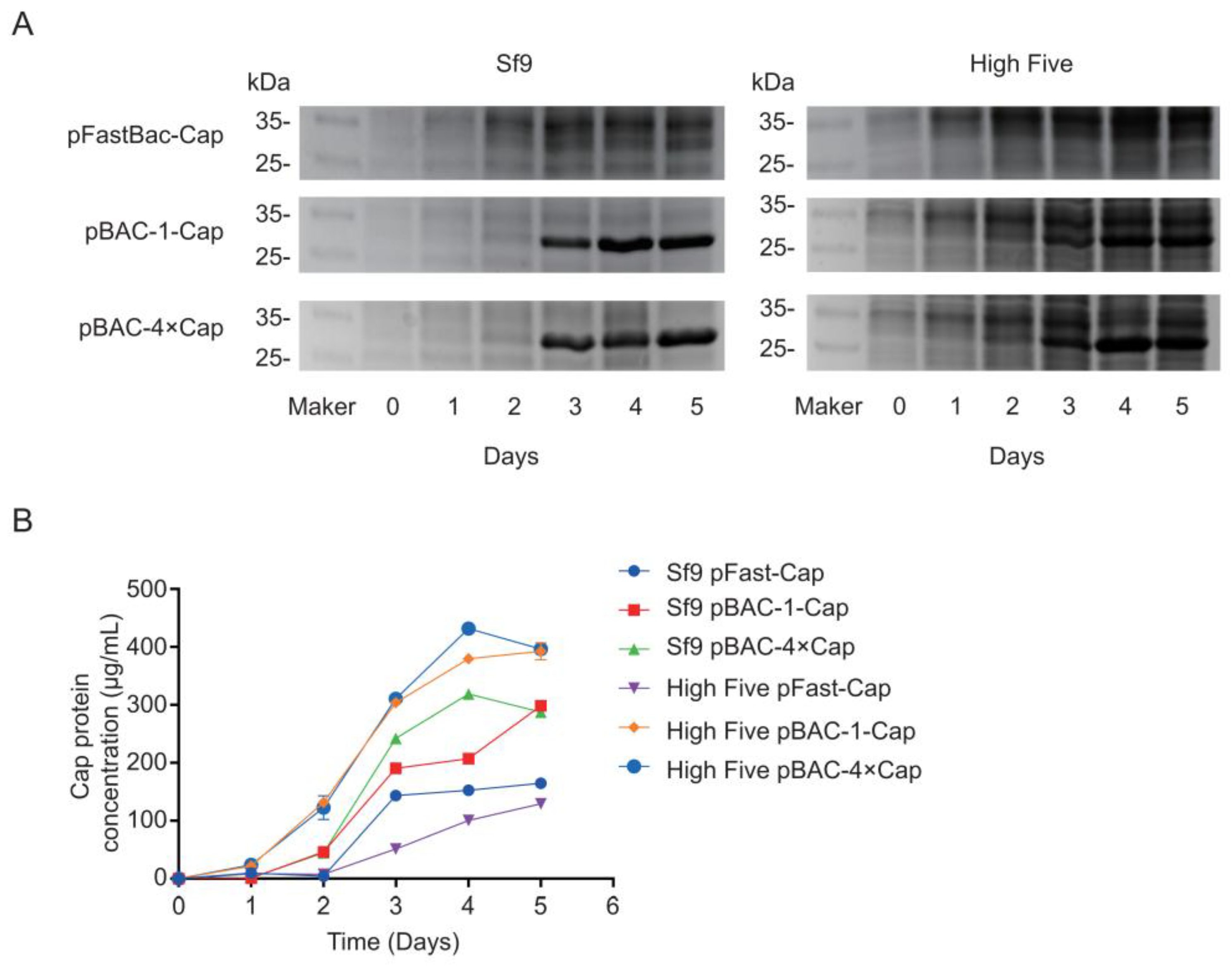Vaccines 13 00801 g005