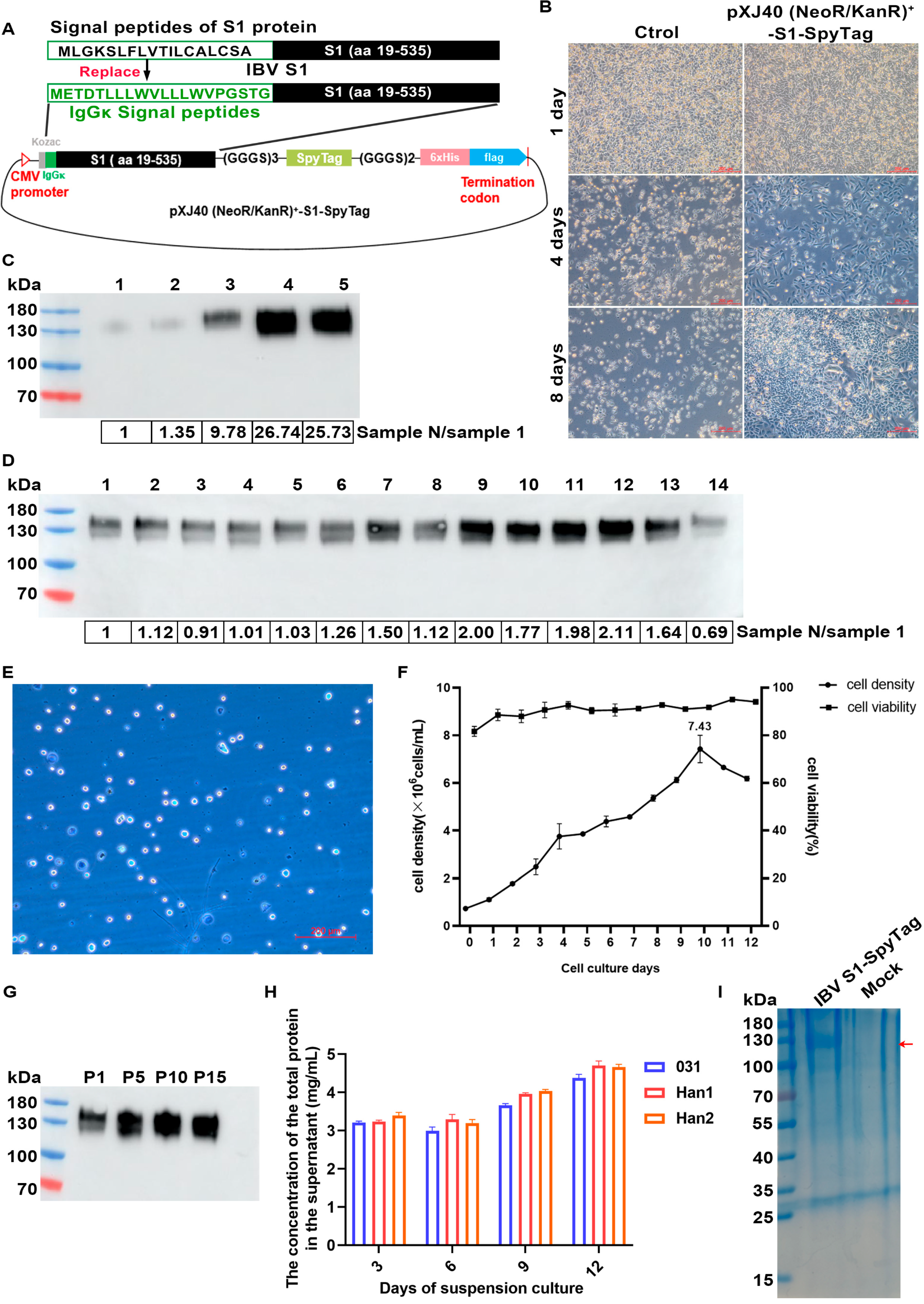 Vaccines 13 00802 g001