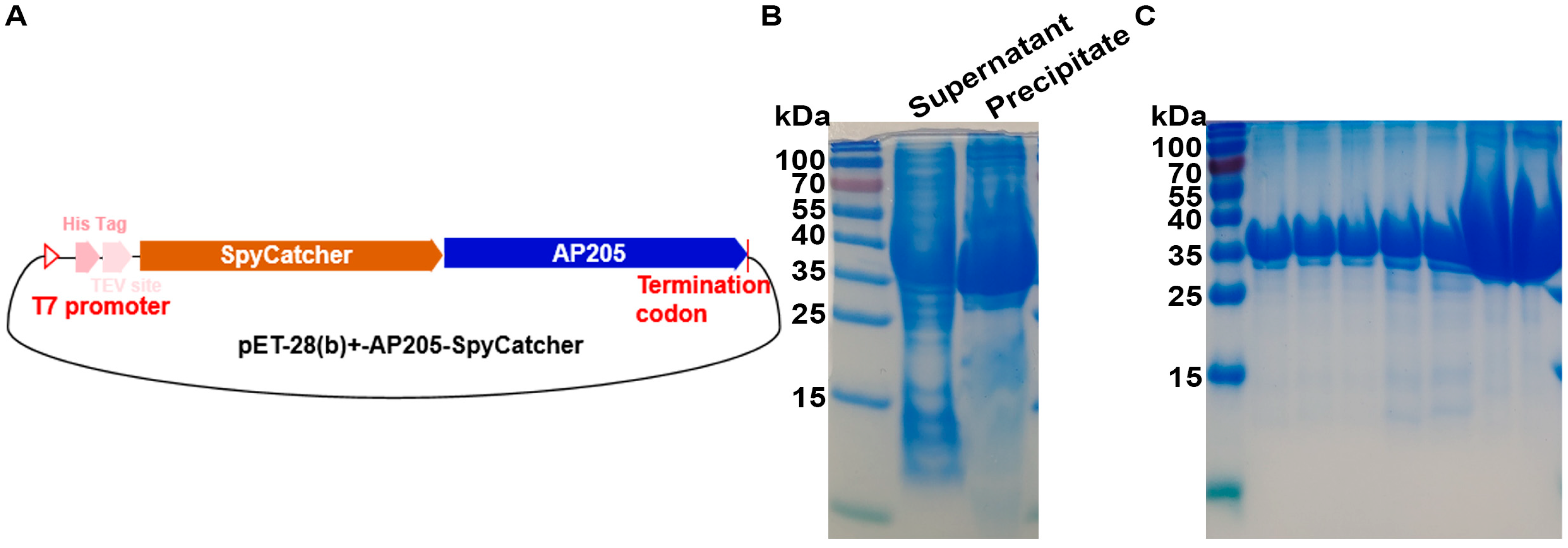 Vaccines 13 00802 g002