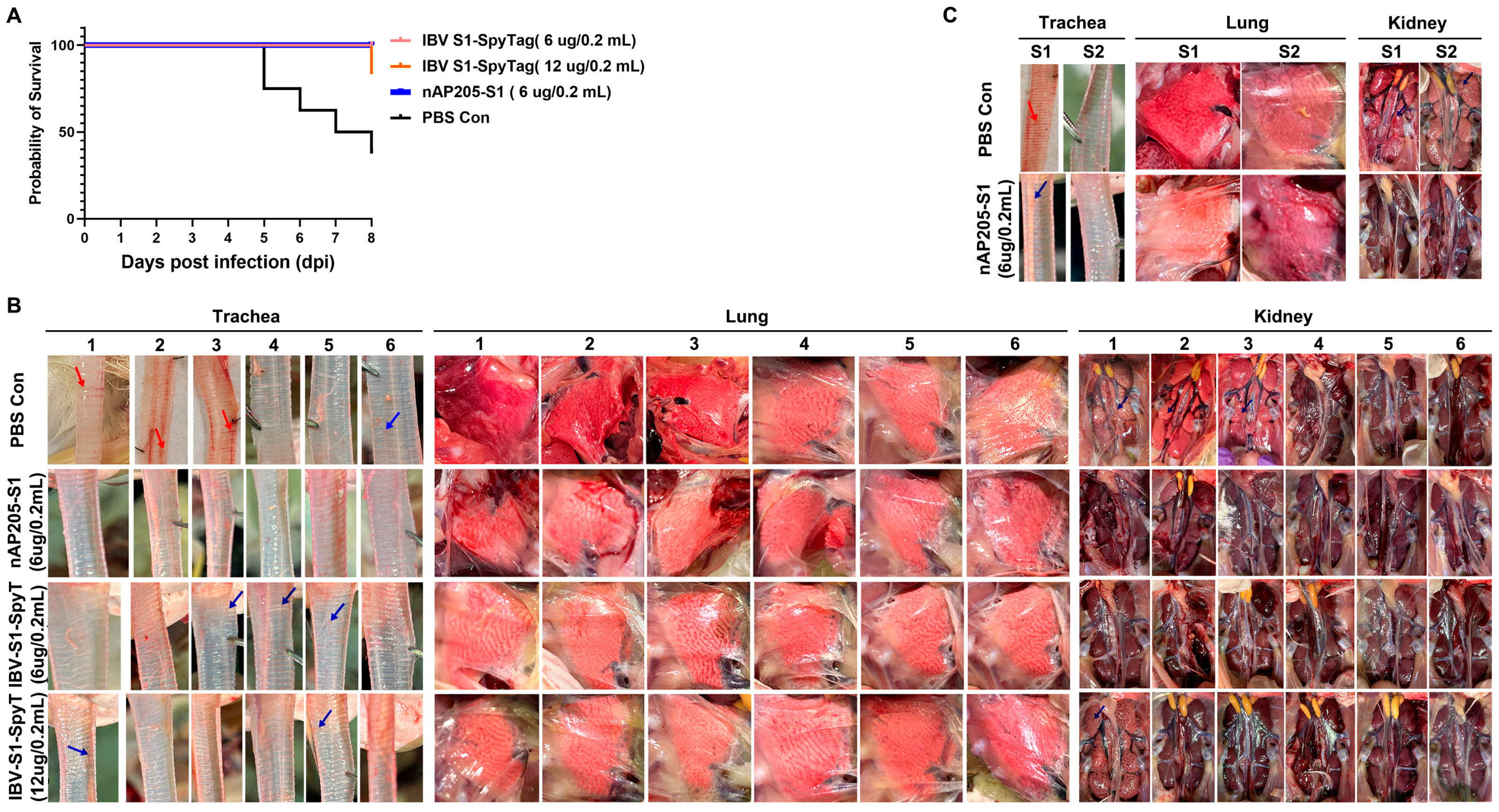 Vaccines 13 00802 g005