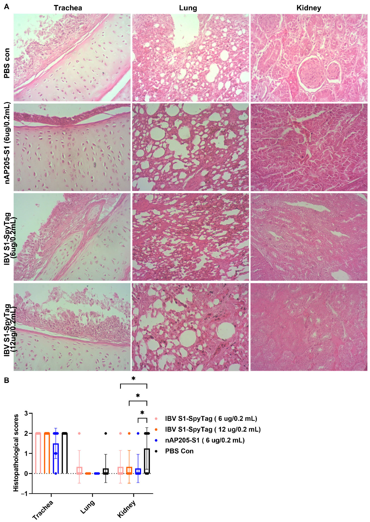 Vaccines 13 00802 g006