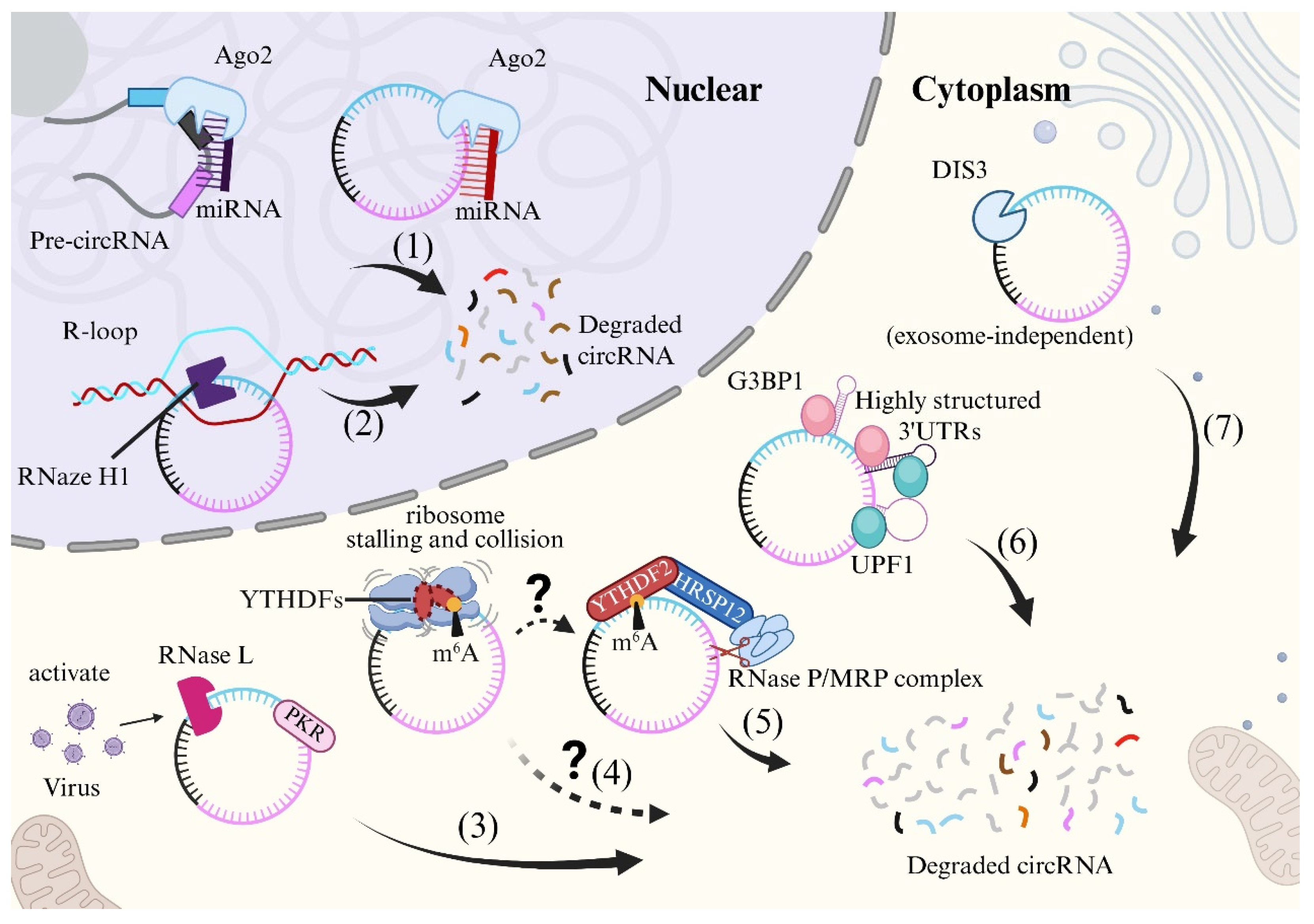 Vaccines 13 00821 g002