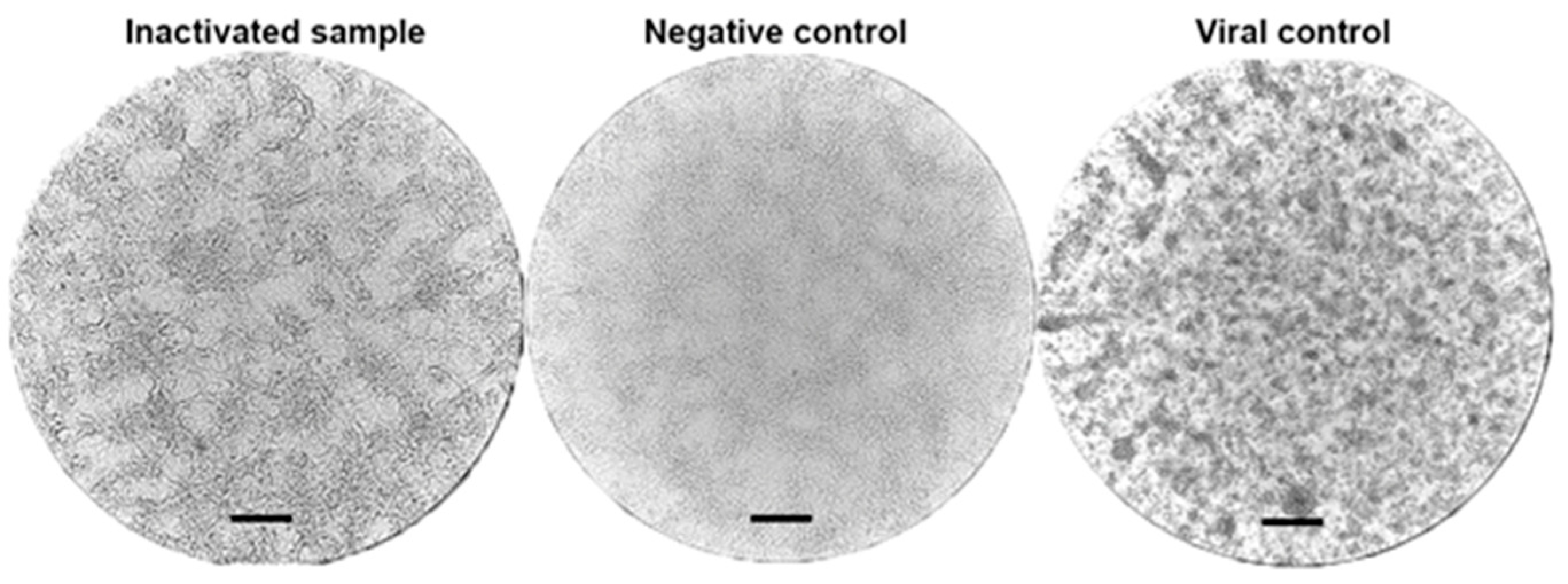 Vaccines 13 00824 g002