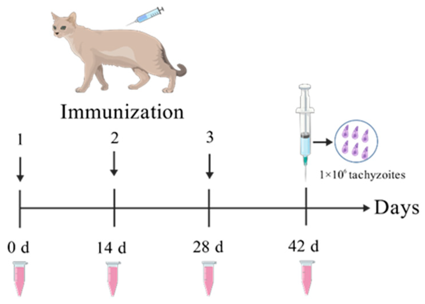 Vaccines 13 00851 g001 Vaccines 13 00851 g001