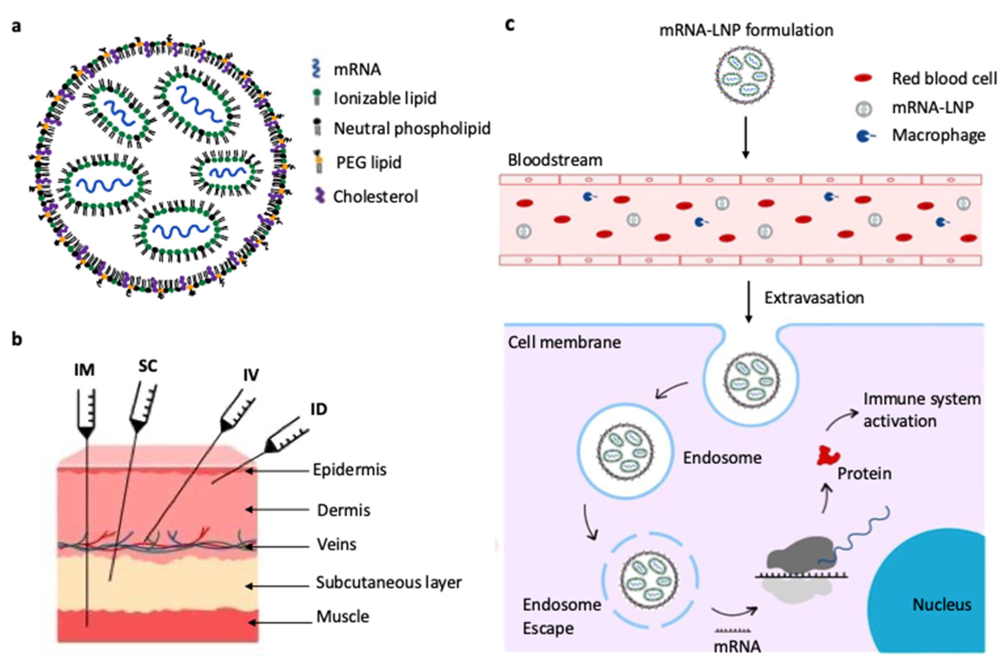 Vaccines 13 00853 g001 Vaccines 13 00853 g001
