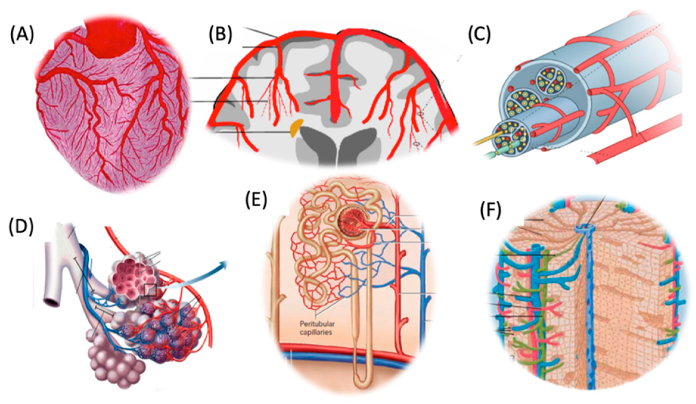 Vaccines 13 00855 g002 Vaccines 13 00855 g002