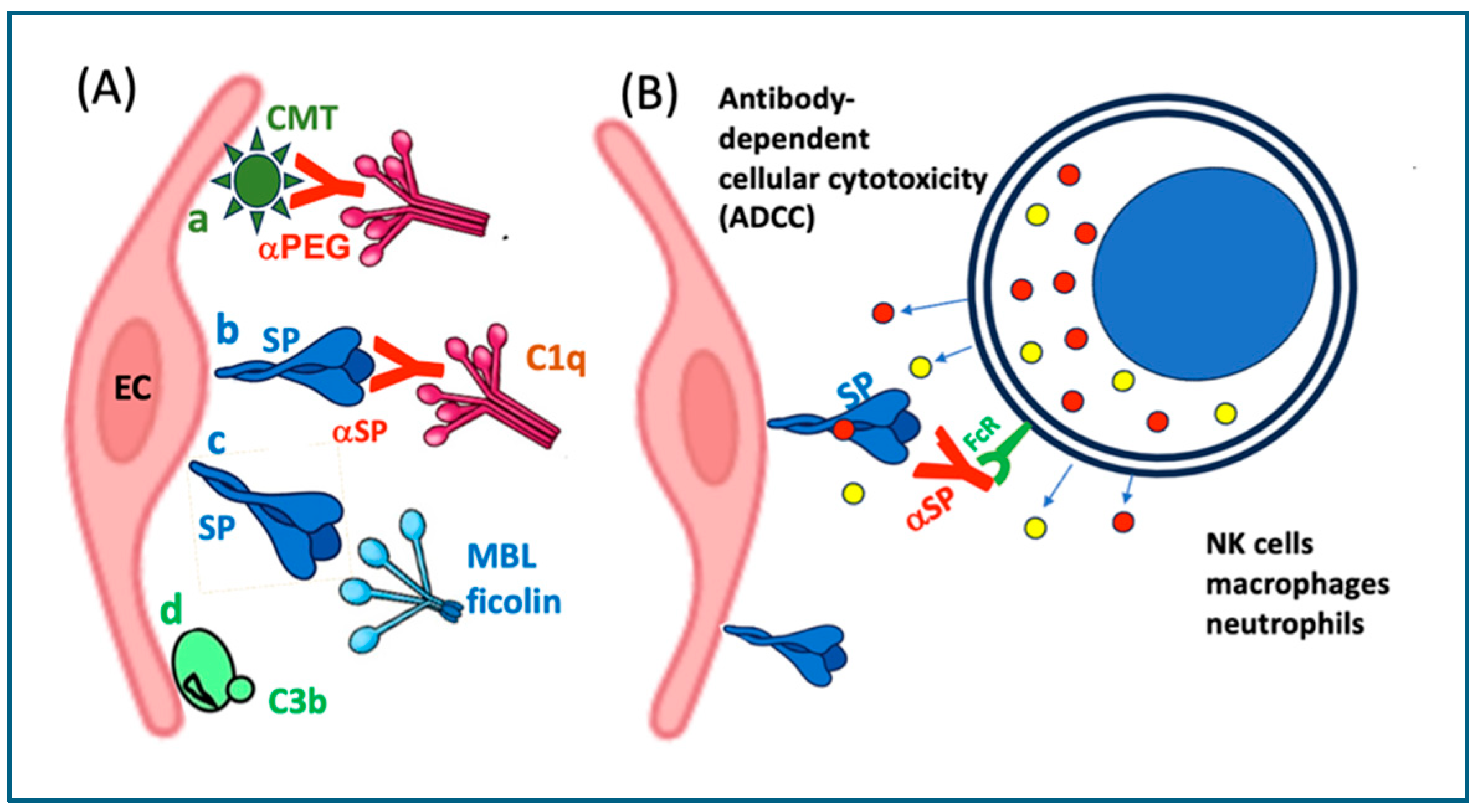 Vaccines 13 00855 g008 Vaccines 13 00855 g008