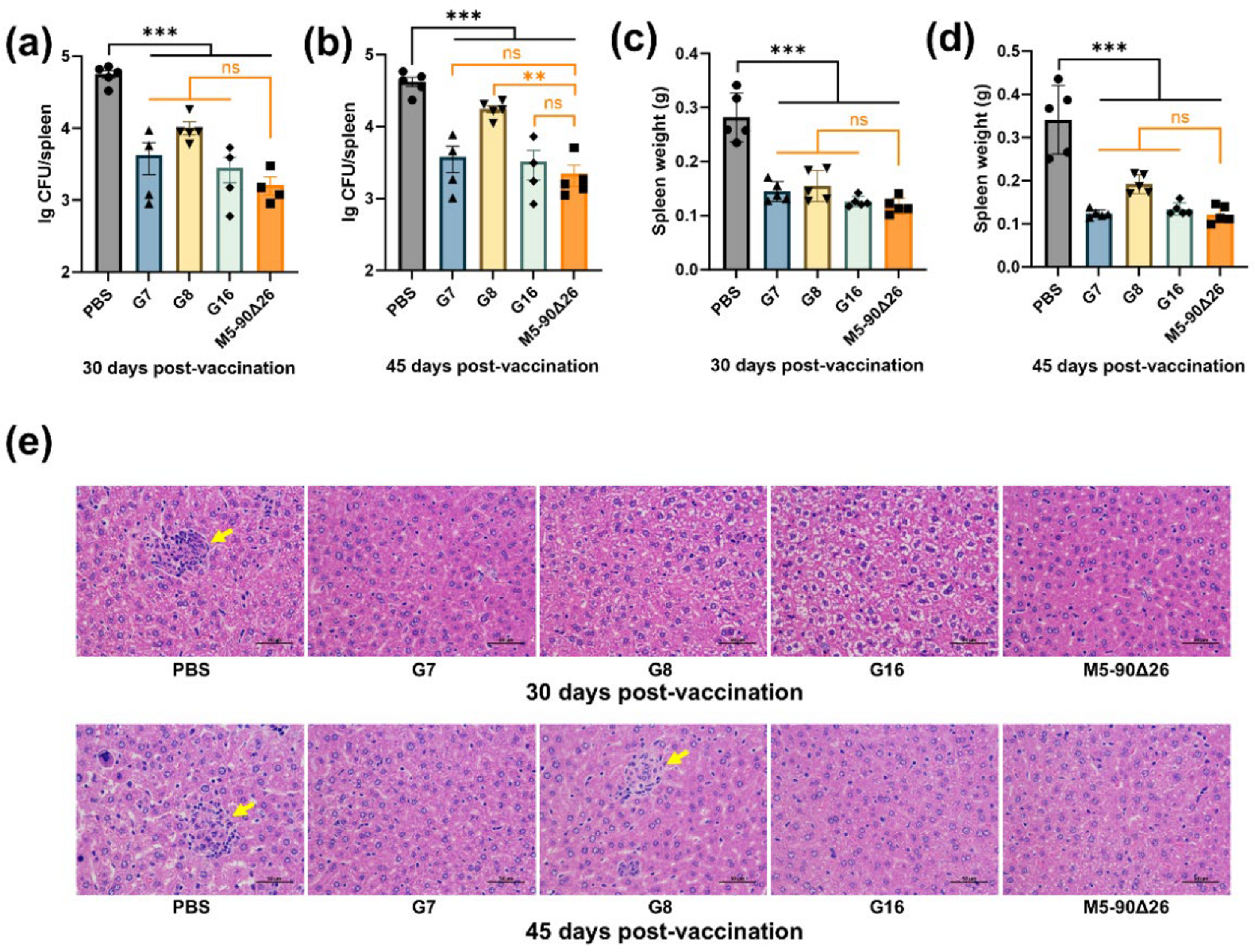 Vaccines 13 00857 g008
