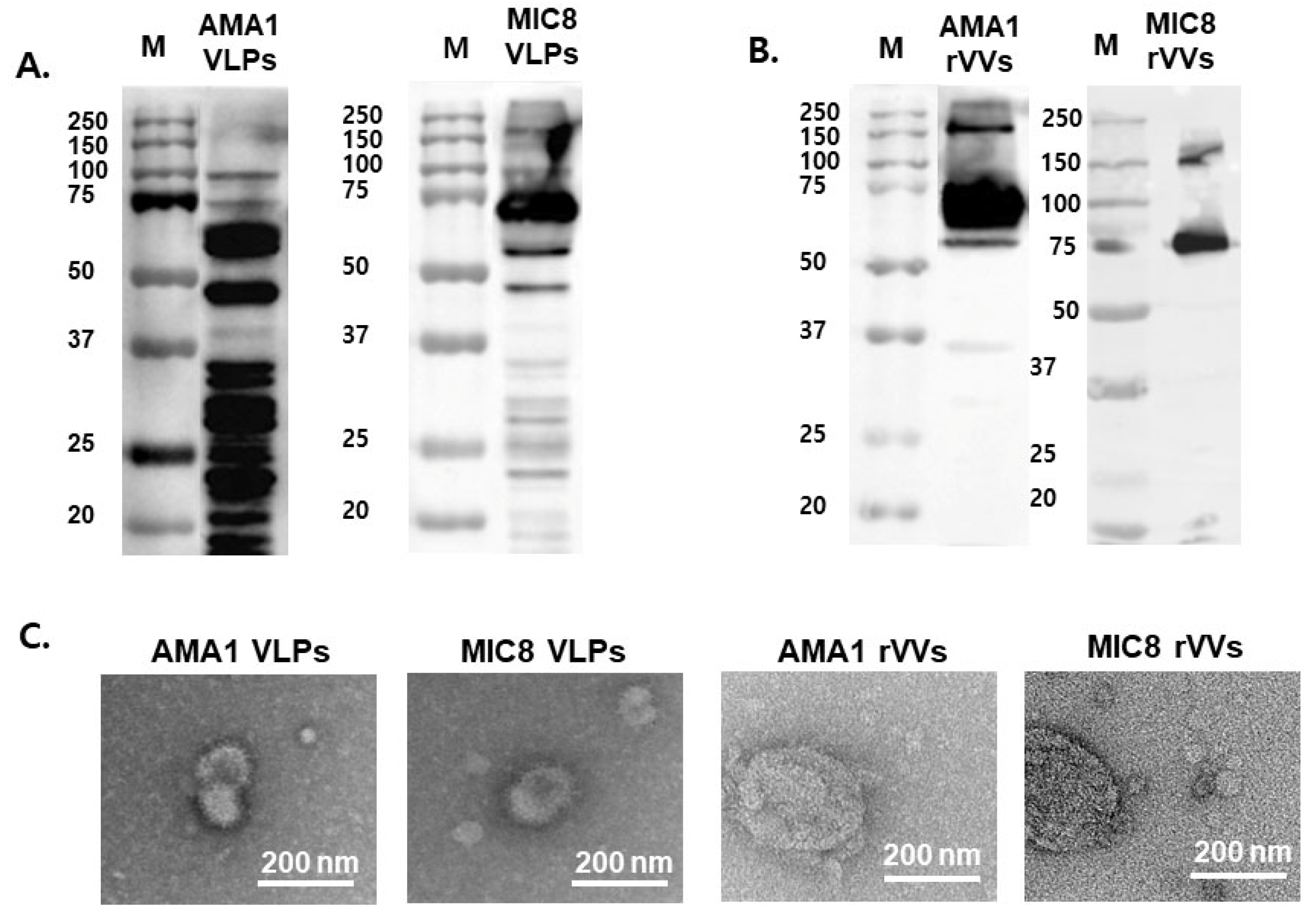 Vaccines 13 00862 g001